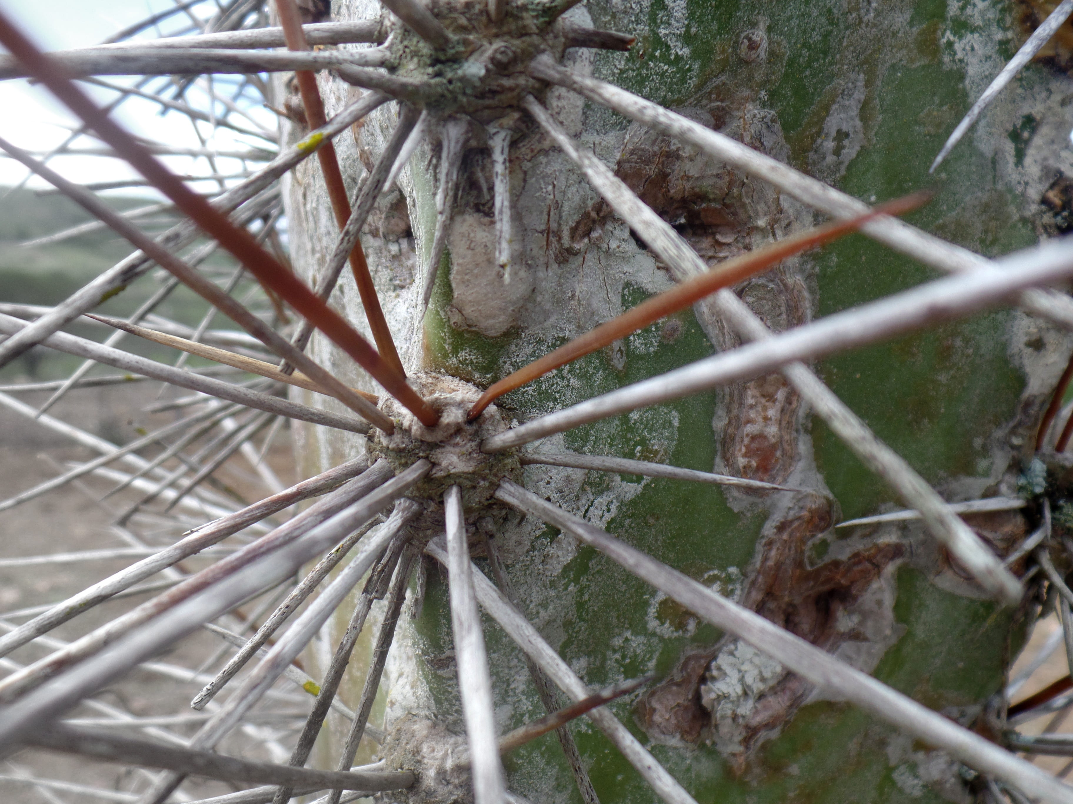 pain, backgrounds, tree, thorn, full frame, no people, security, cactus, northeast, caatinga, nature, green, tranquility, northeast brazil, growth, metal, HD Wallpaper