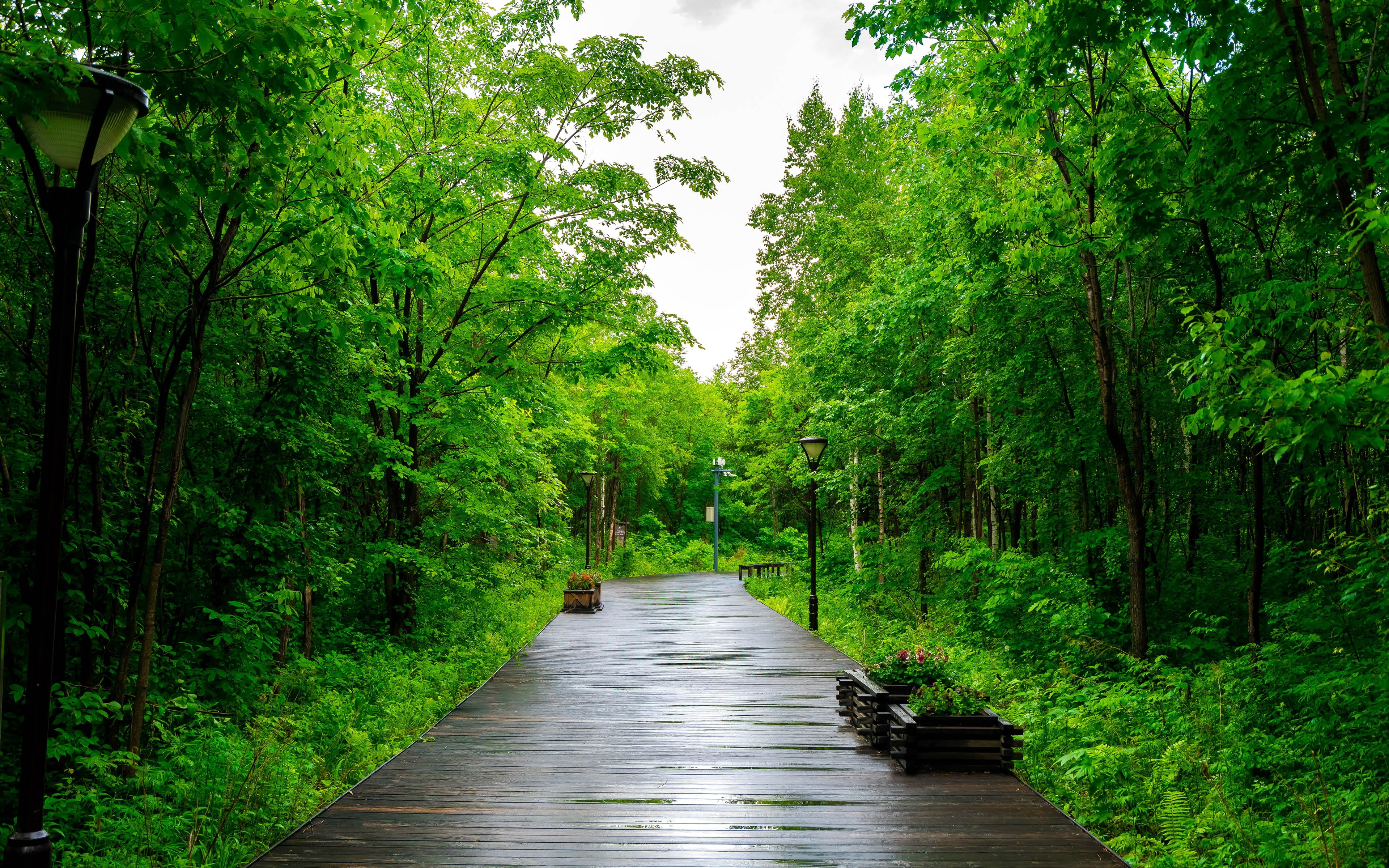 asia, growth, scenics - nature, park, beauty in nature, 4K, plant, footpath, land, tranquil scene, diminishing perspective, no people, outdoors, mountain, HD Wallpaper