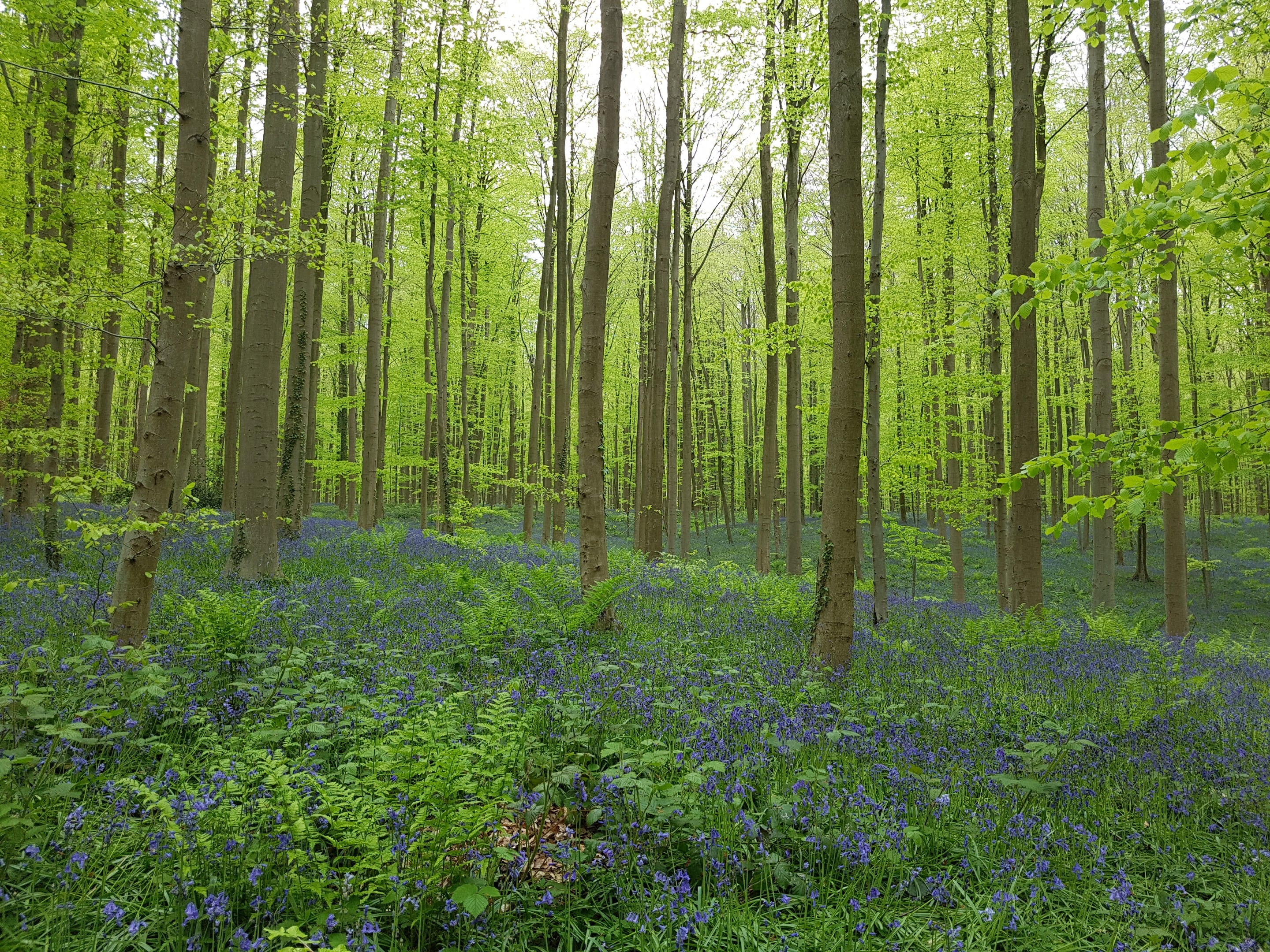 season, day, no people, beauty in nature, forest, purple, growth, land, brabant, belgium, green, europe, hall, nature, coniferous tree, tree trunk, color, HD Wallpaper