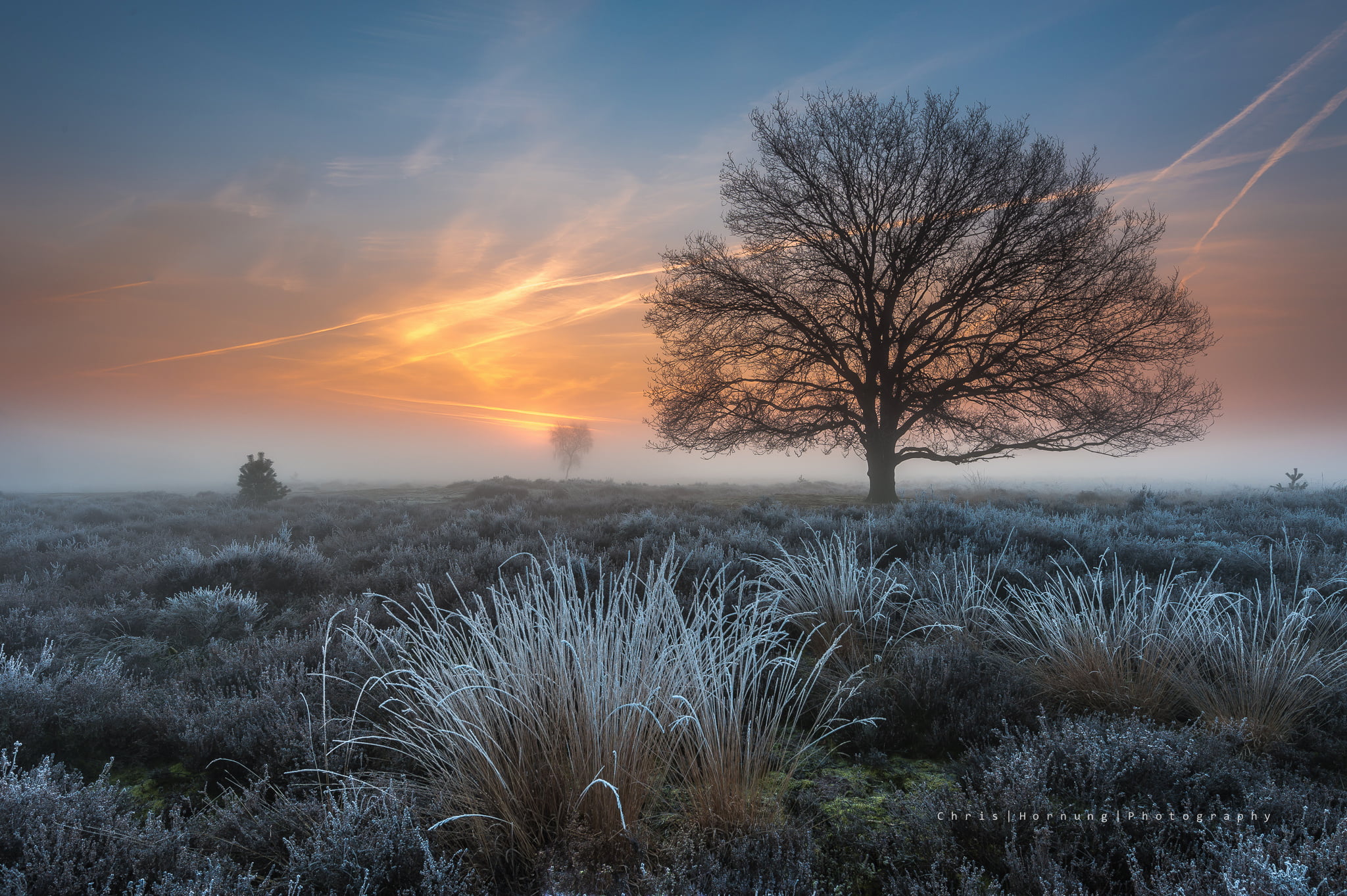 environment, grass, scenics - nature, bare tree, tree, the province of North Brabant, sunset, bare, cold temperature, morning, cloud - sky, March, spring, HD Wallpaper