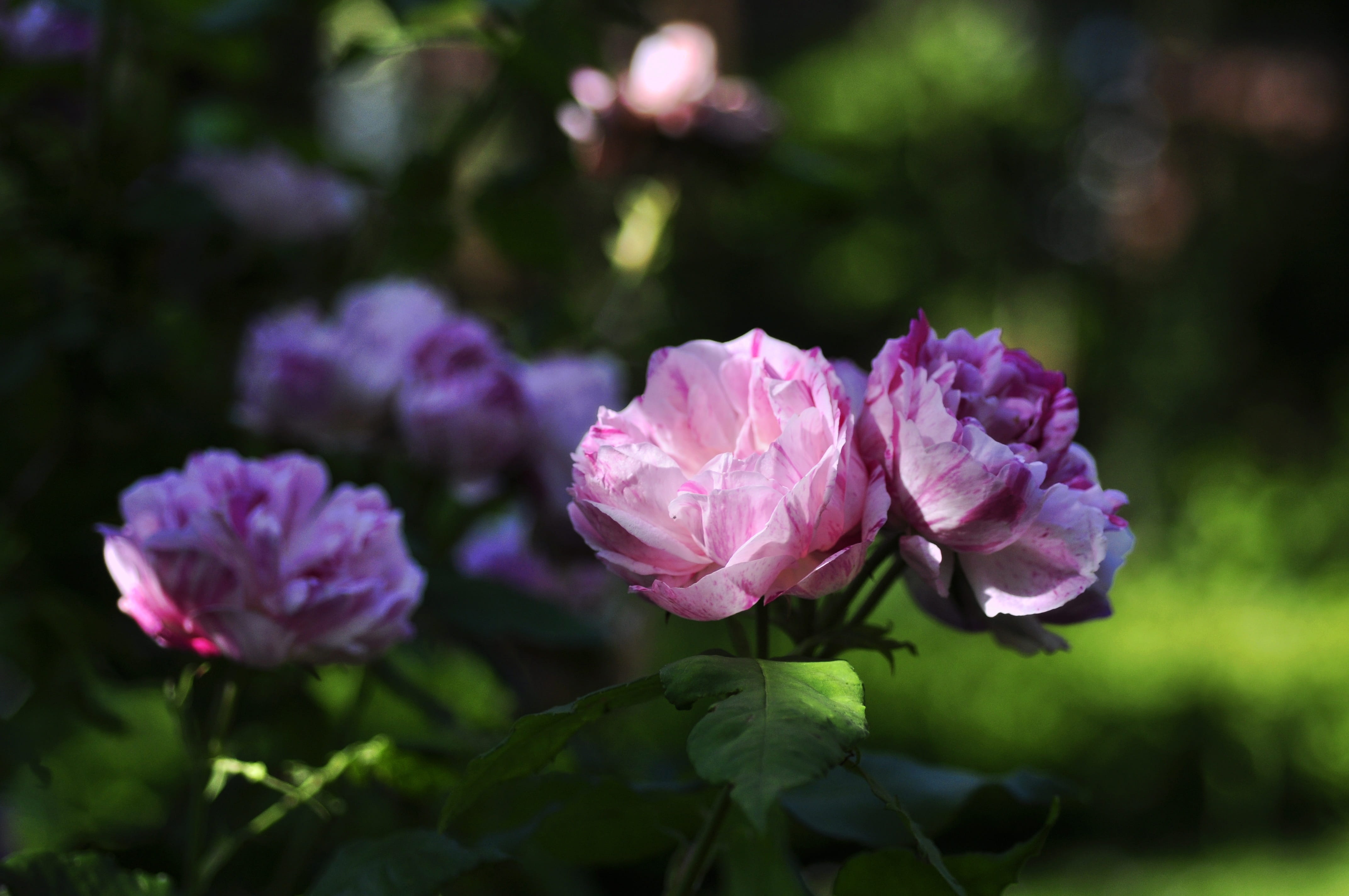 flowering plant, growth, shrub rose, focus, pink Color, flower, flower Head, summer, photo, outdoors, 4K, green Color, petaled, Honorine, selective, fragility, HD Wallpaper