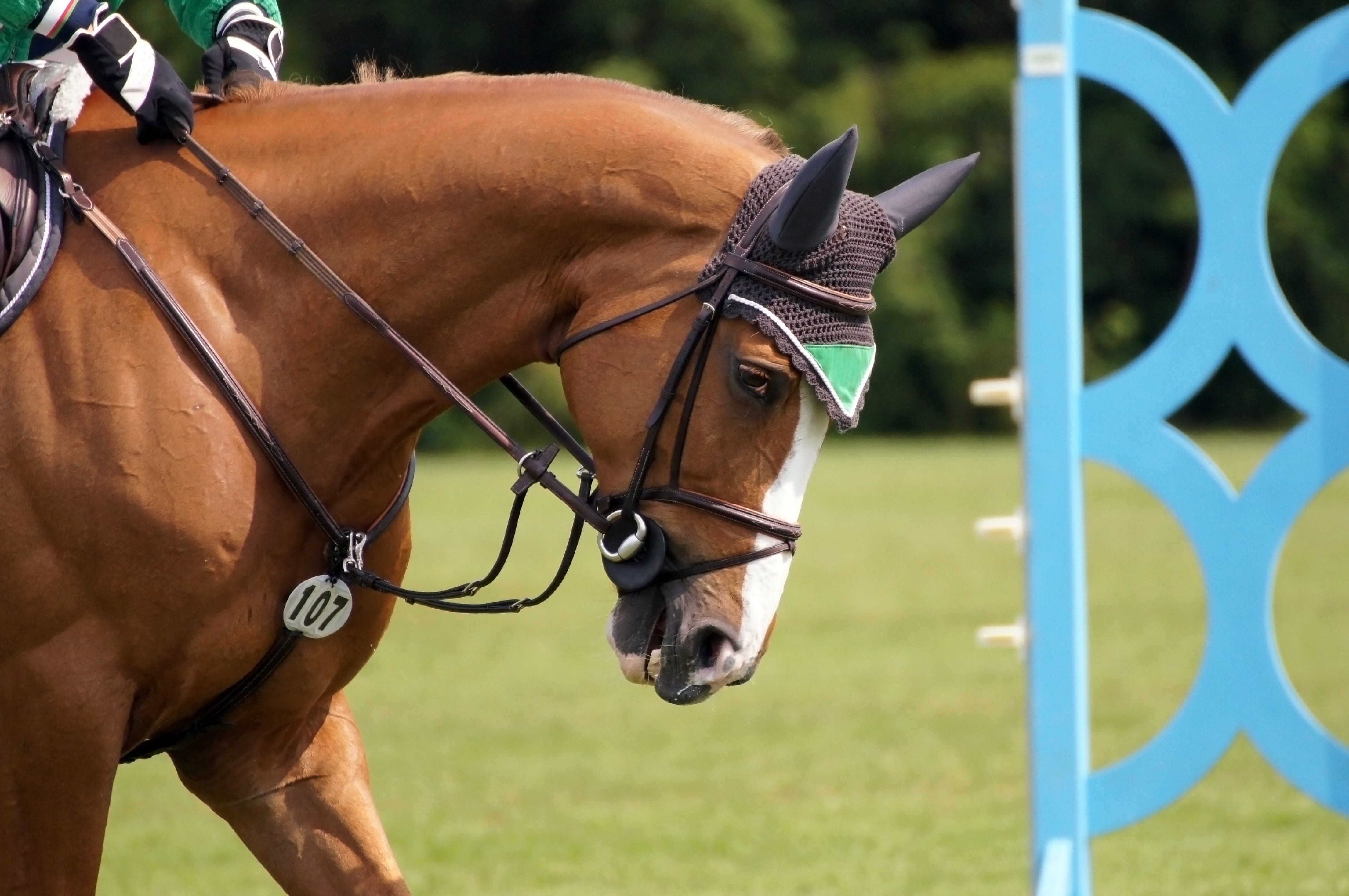 vertebrate, bridle, show, brown, animal themes, sport, show jumping, ride, animal body part, fuchs, trumpet, 4K, competition, animal head, equestrian, HD Wallpaper