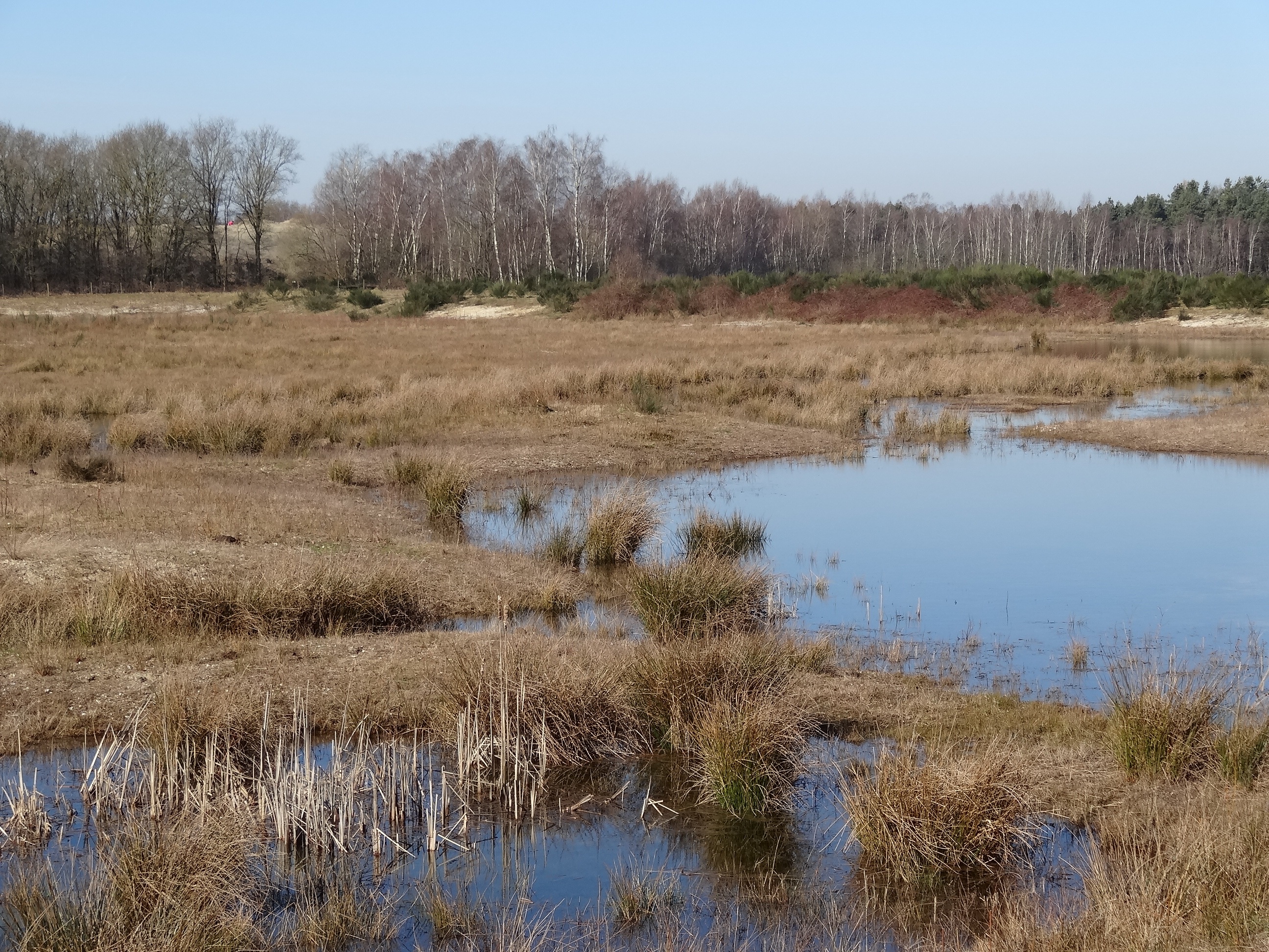 trees, rest, grasses, tranquil scene, environment, spring, bright, beauty in nature, reed, netherlands, sky, blue, skies, nature, plants, non-urban scene, HD Wallpaper