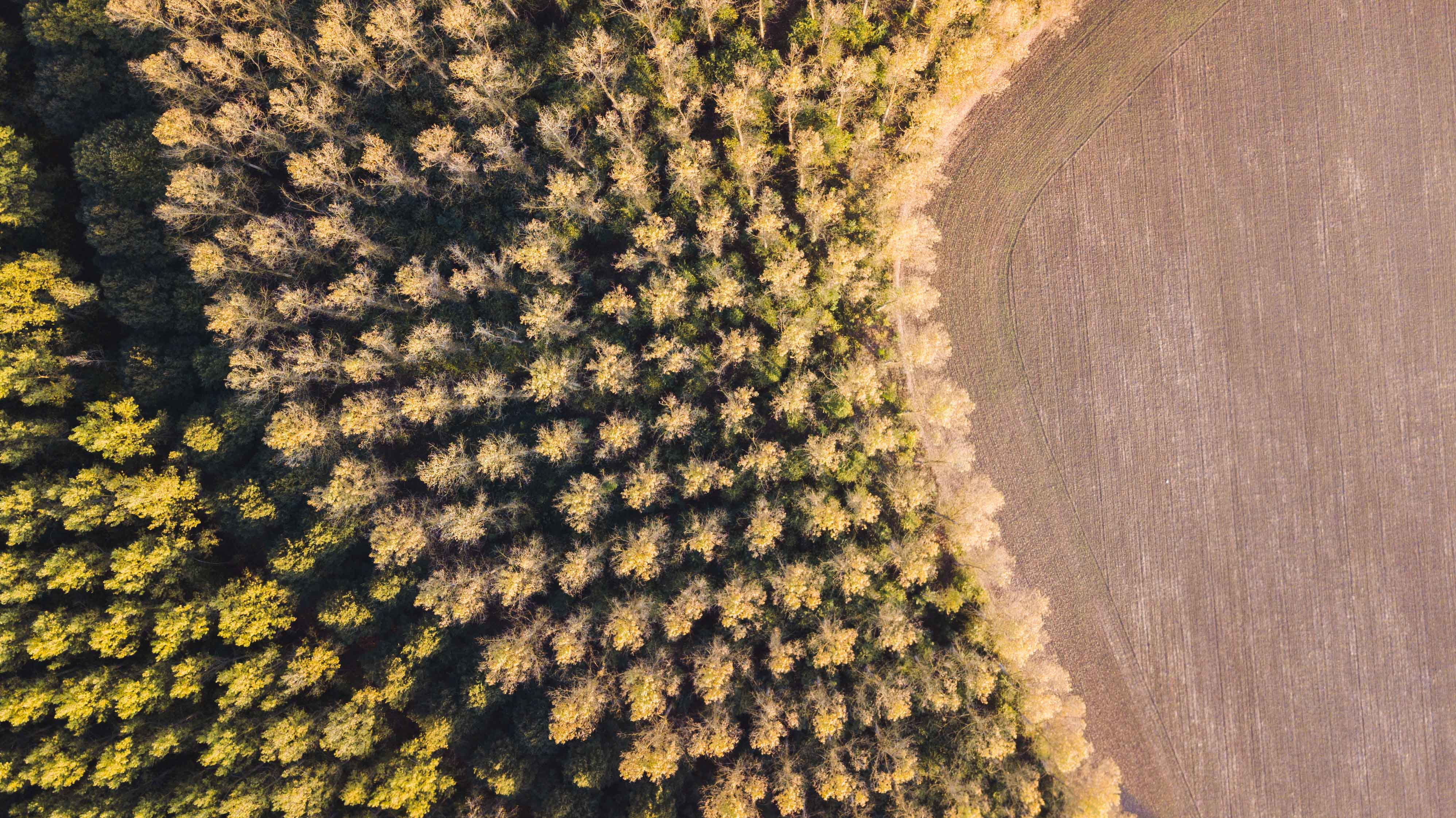 trees, high angle view, tree, conifer, bird, grass, green color, no people, view, nature, walloon brabant, land, flora, bush, day, aerial view, outdoors, HD Wallpaper