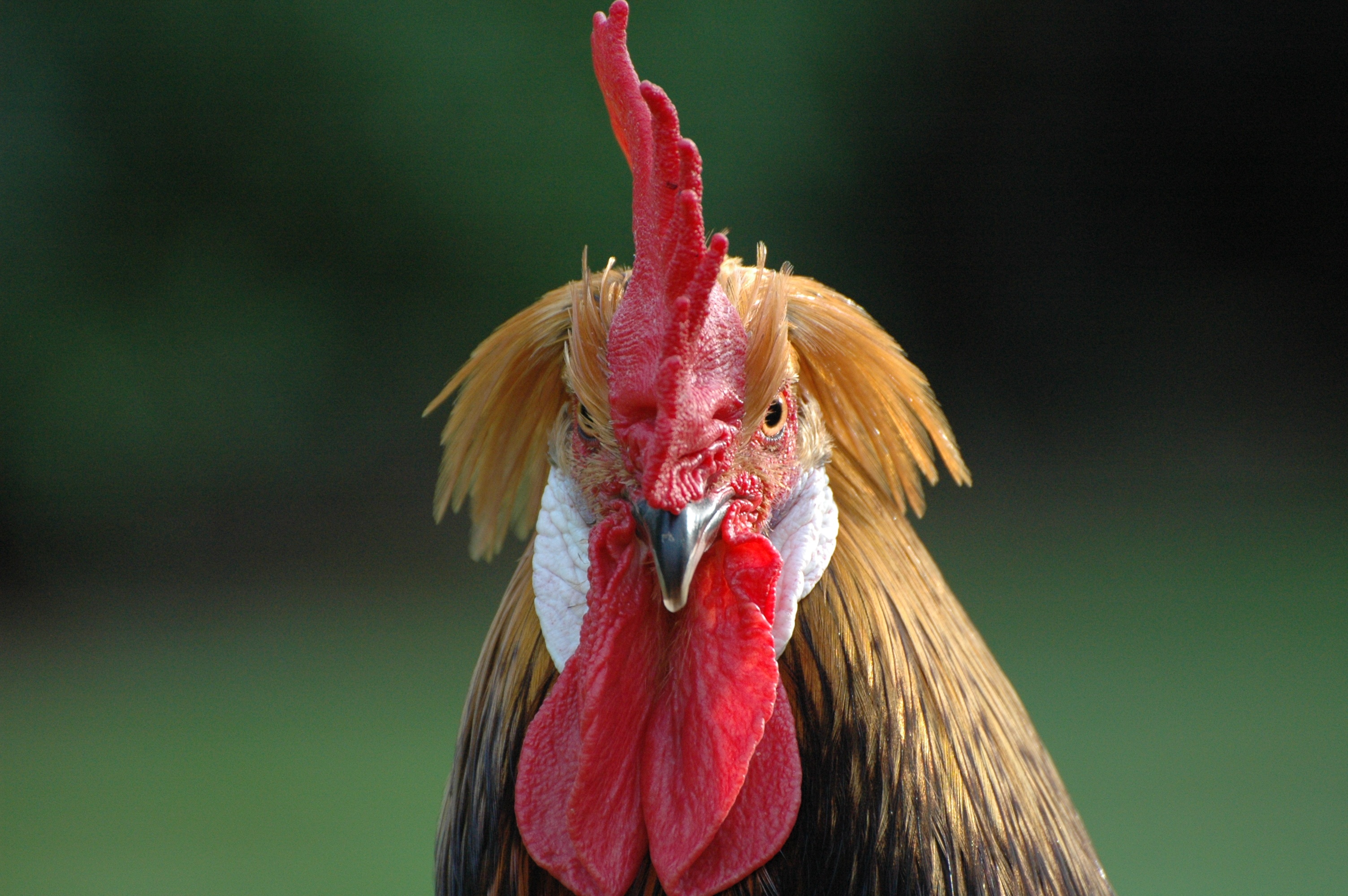 animal body part, animal head, macro, livestock, chicken - bird, vertebrate, one animal, shallow, 2K, backyard, focus, bird, animal, brabant hen, domestic animals, HD Wallpaper