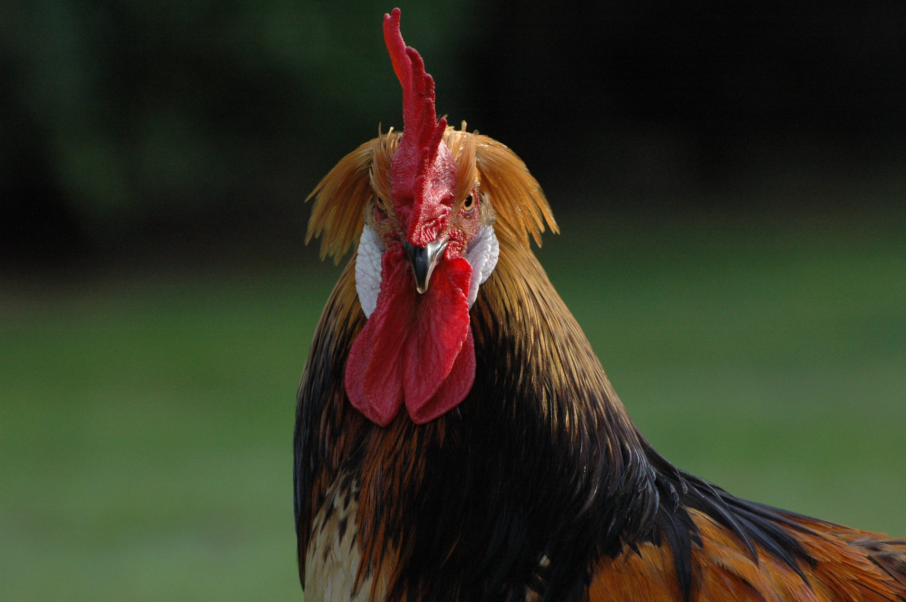 animal head, agriculture, livestock, chicken, close-up, Brabant, bird, mammal, brabant hen, farm, Animals, beak, animal themes, cockerel, no people, one animal, HD Wallpaper