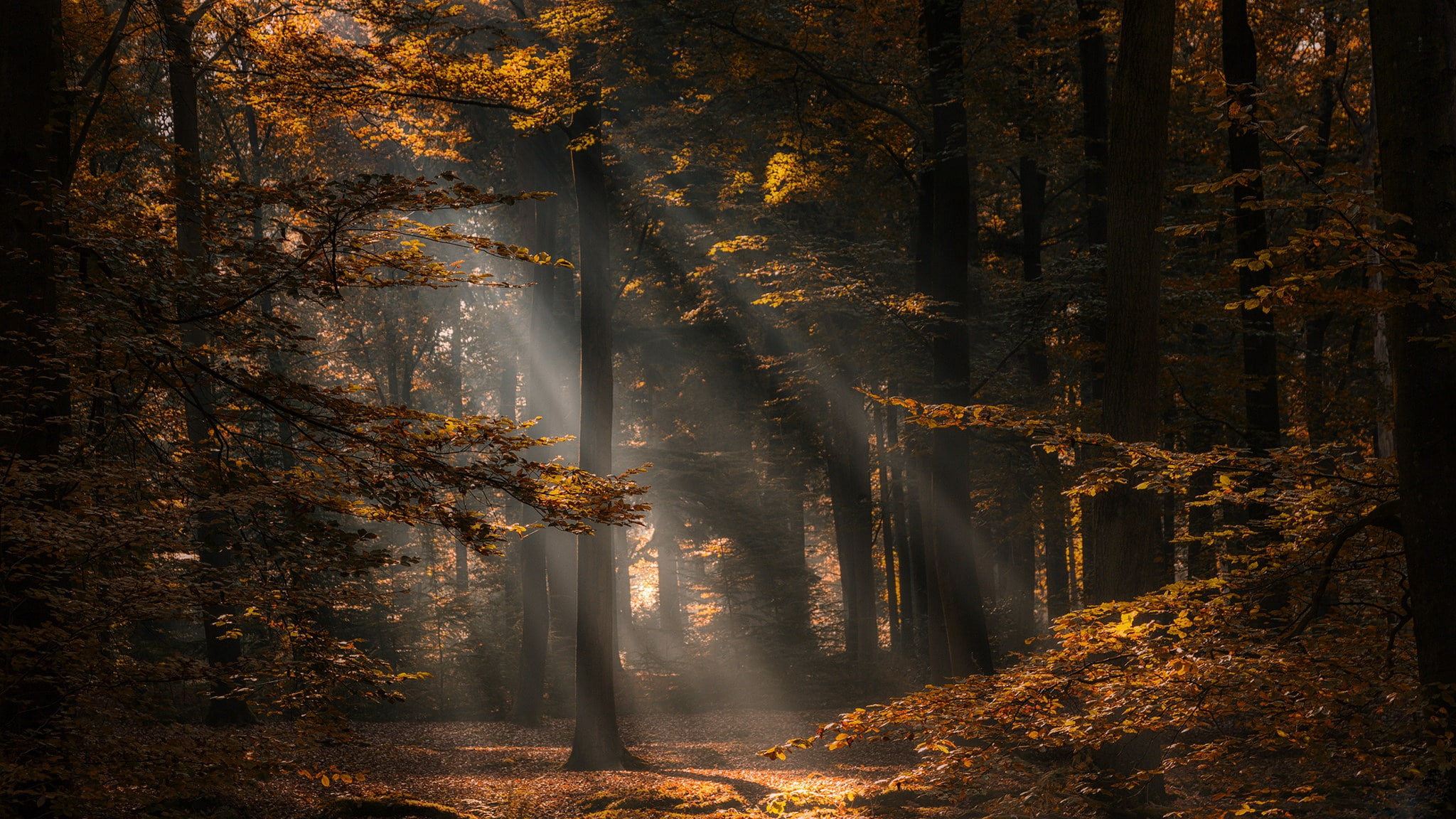 Netherlands, autumn, trees, North Brabant, 1080P, forest, HD Wallpaper