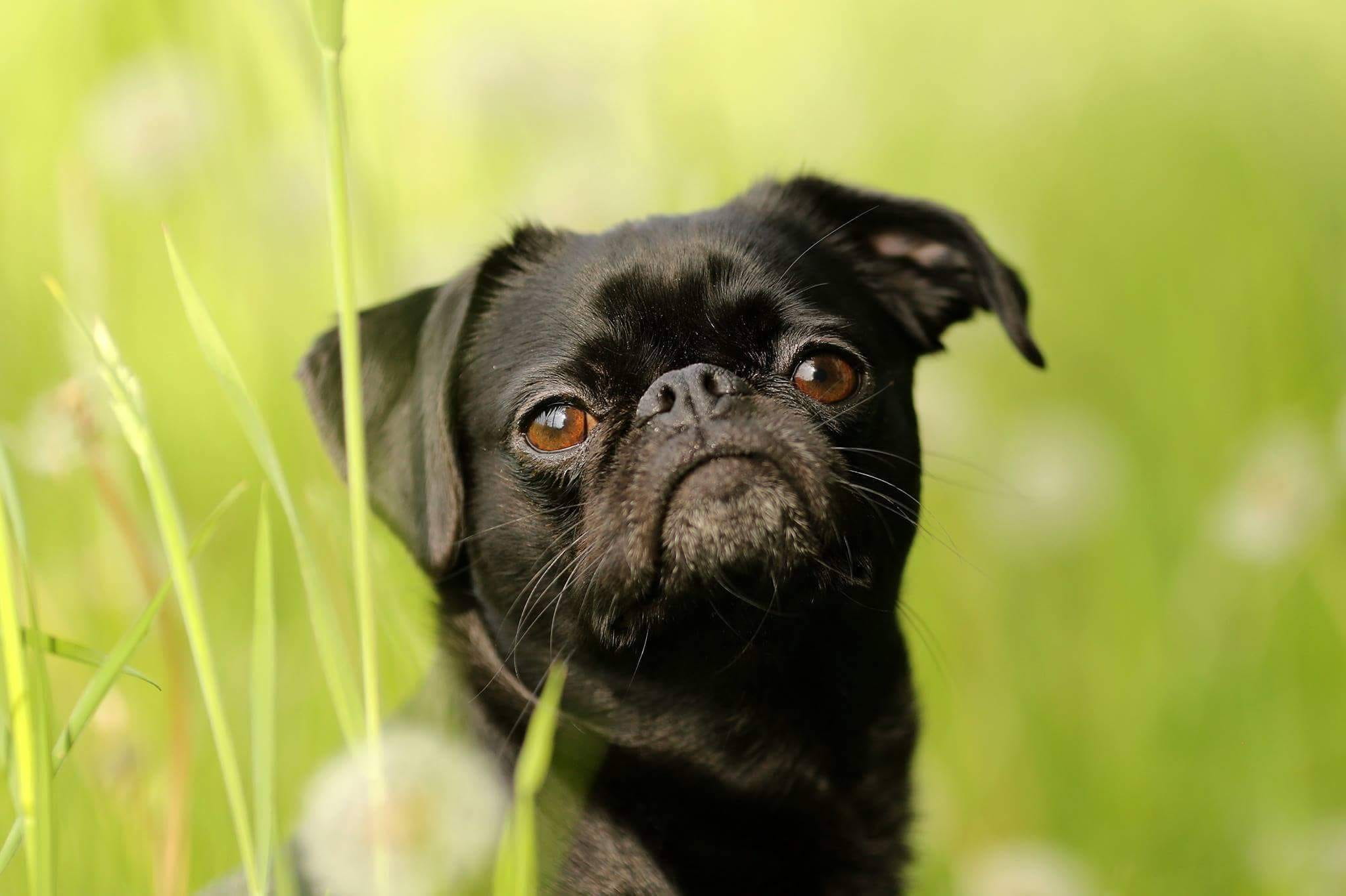 domestic, animal, 1080P, animal head, lap dog, portrait, Dwarf, close-up, whisker, Dog, one animal, plant, Cute, adult, young animal, no people, sits, HD Wallpaper