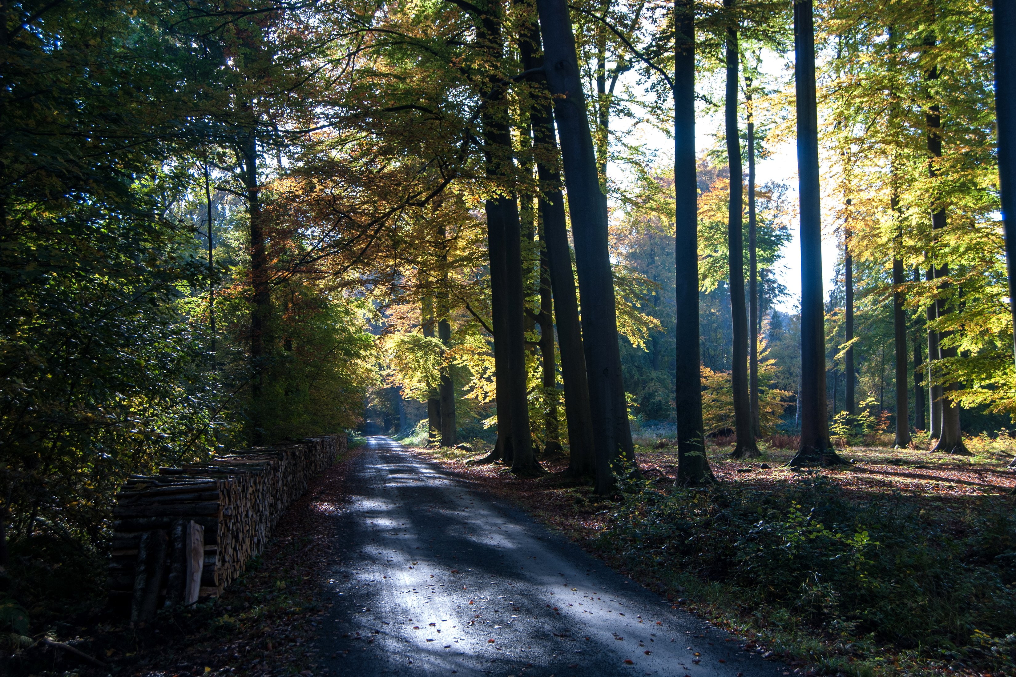 forests, trunk, walloon, belgium, trees, nature, brabant, roads, 2K, tree, HD Wallpaper