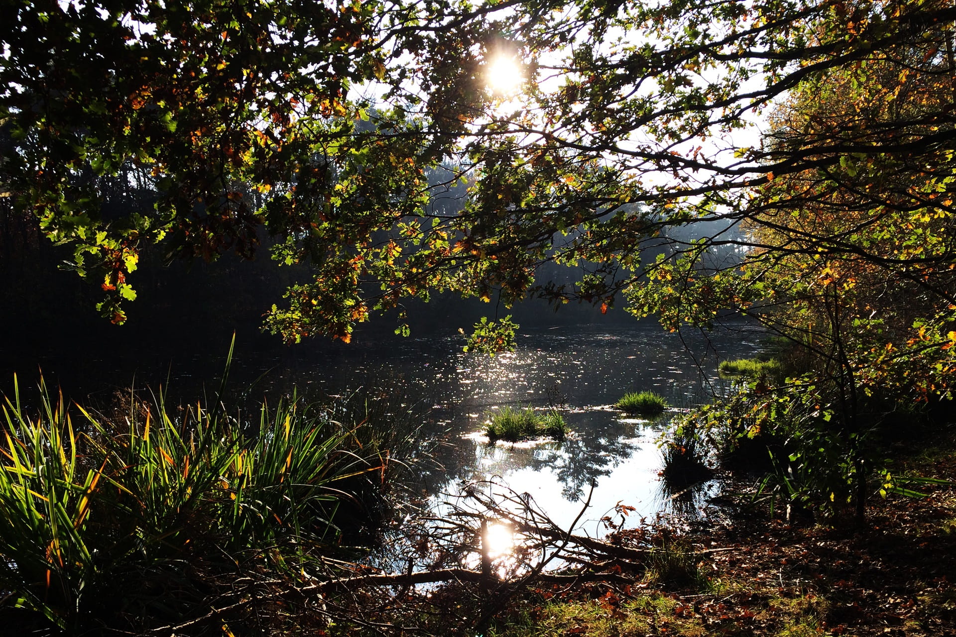 no people, water, nature, flowing, autumn, branches, land, tranquility, loon and drunen dunes, noord brabant, reflection, lake, growth, walk, plant, non-urban scene, HD Wallpaper
