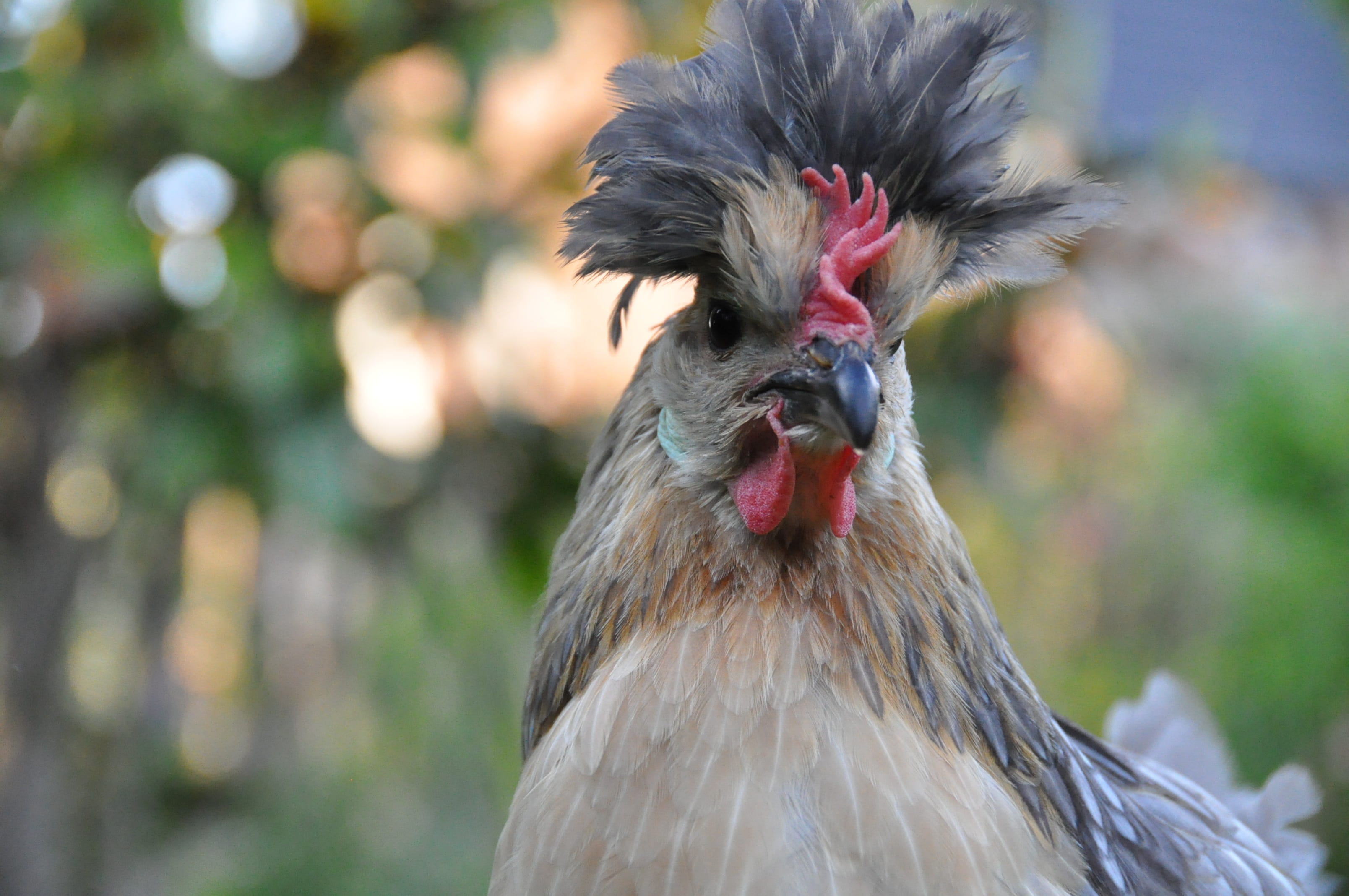 animal head, low court, chicken - bird, mammal, focus on foreground, one animal, domestic animals, bird, poulette, pets, animal body part, chicken, 2K, HD Wallpaper
