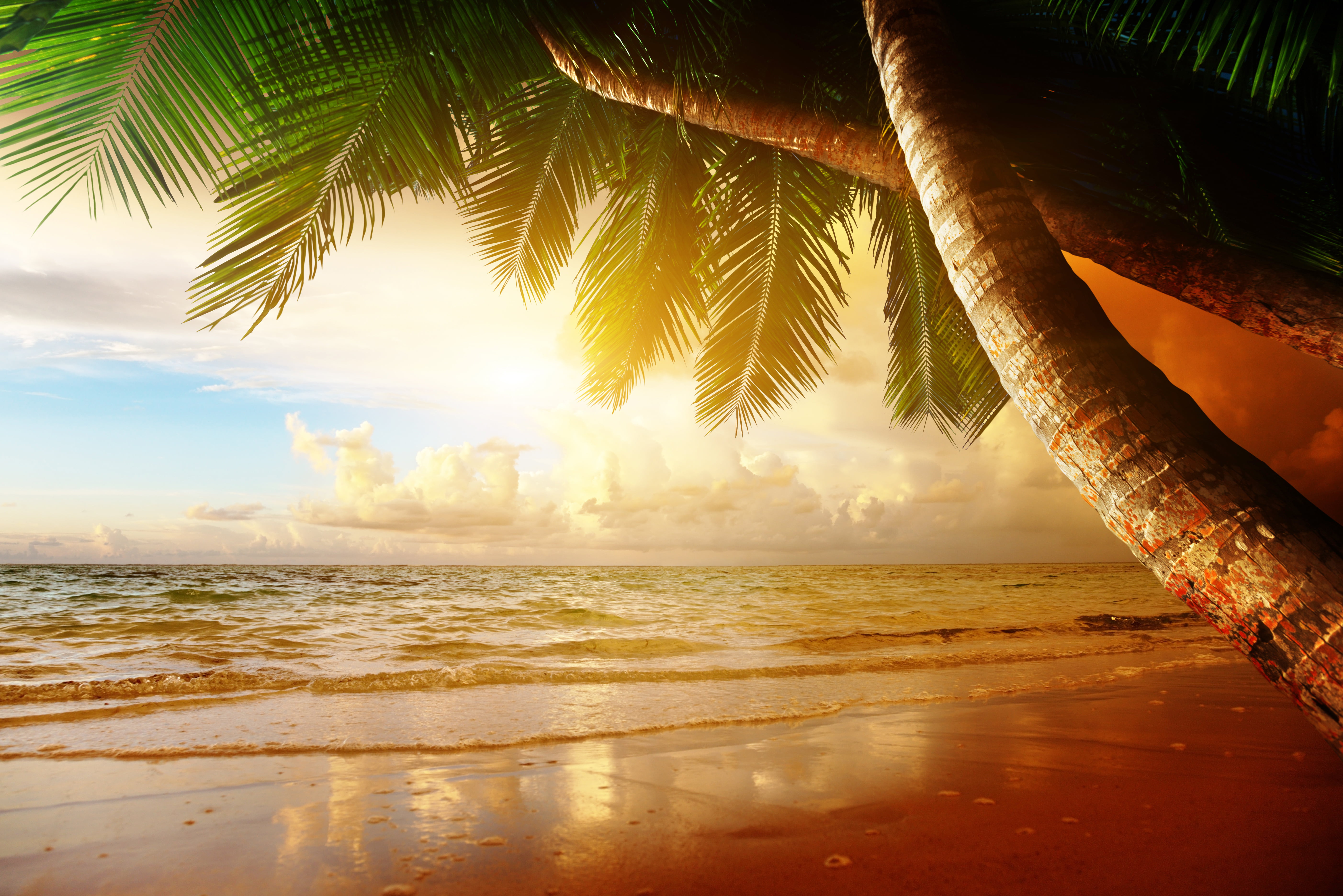 palm Tree, horizon, waters Edge, day, tree, beachfront, relaxation, land, thailand, 5K, landscape, ocean, tranquility, coconut Palm Tree, blue, travel, HD Wallpaper