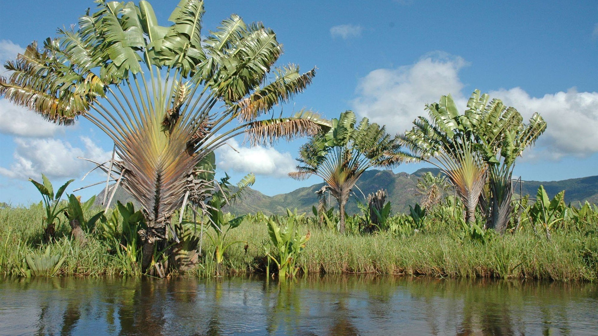 Palm, Trees, Madagascar, River, Ravinala, 1080P, HD Wallpaper