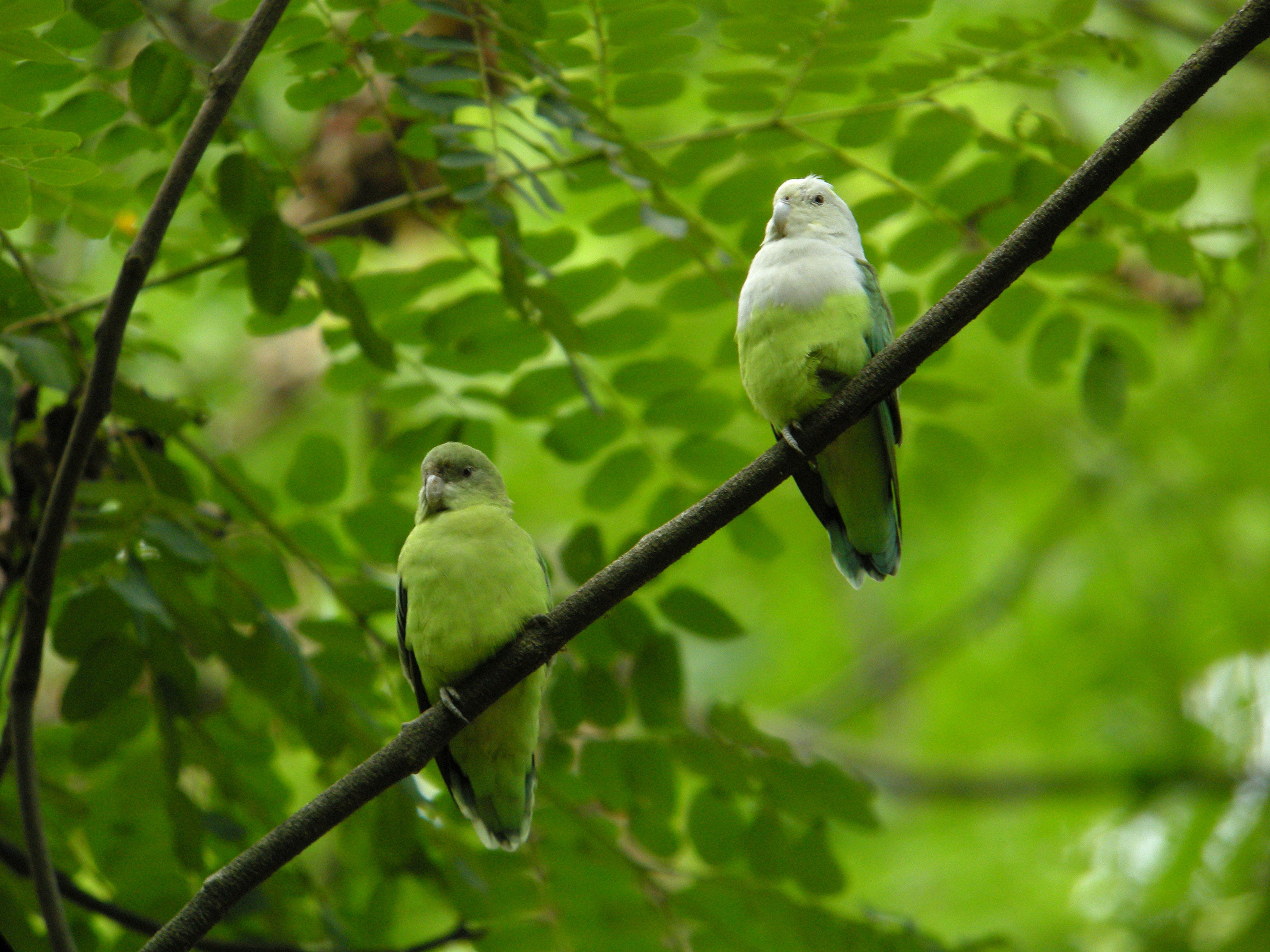 madagascar, animal, animals In The Wild, bird, feather, green, branch, 2K, wildlife, nature, grise, perching, headed, two, Madagaskar, cana, Grey-headed Lovebird, HD Wallpaper