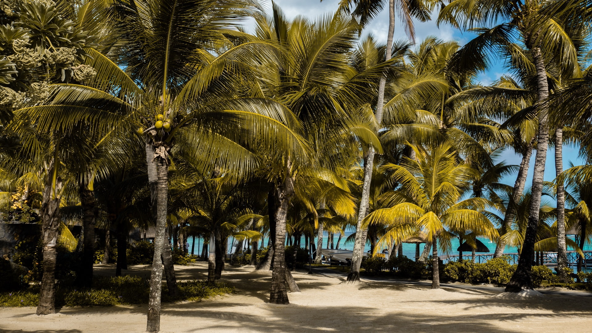 beach, treelined, tropical, sunlight, beauty in nature, palm trees, outdoors, palm leaf, plant, shadow, trees, tranquility, growth, tree, tropics, tree trunk, HD Wallpaper