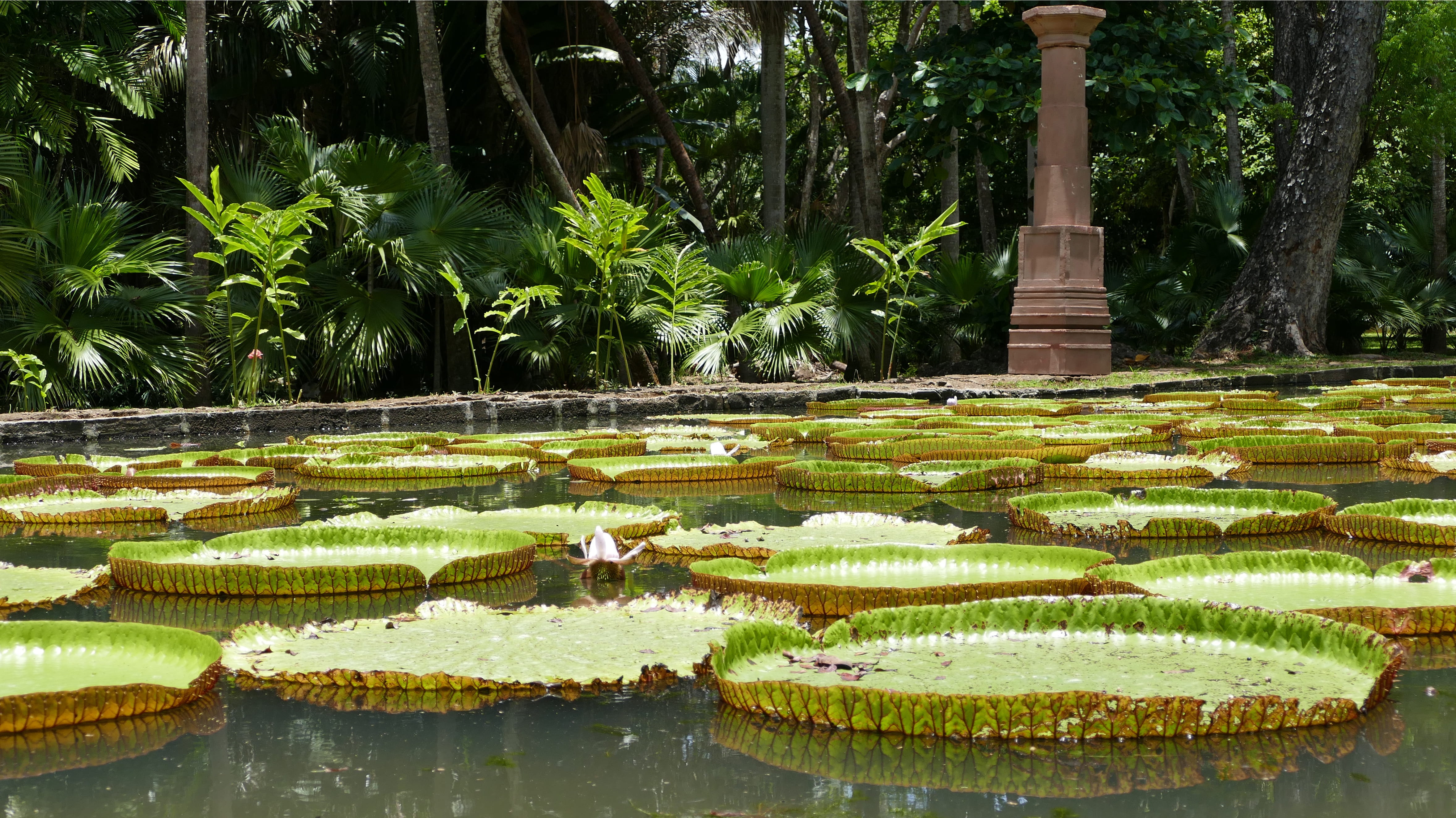 leaf, pamplemousse garden, outdoors, 4K, nature, mauritius, tranquility, green color, no people, water, pond, lotus water lily, beauty in nature, growth, HD Wallpaper