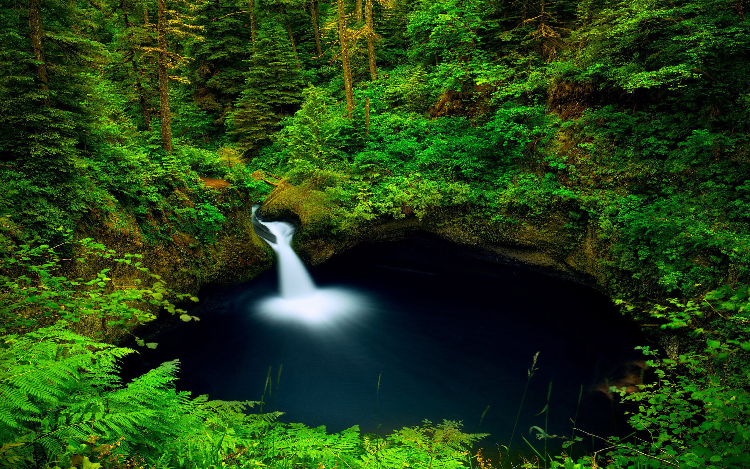 trees, moss, desktop, bowl, falls, hd, punch, usa, green, pine, water, river, rocks, pool, ferns, 2K, columbia, oregon, forest, HD Wallpaper