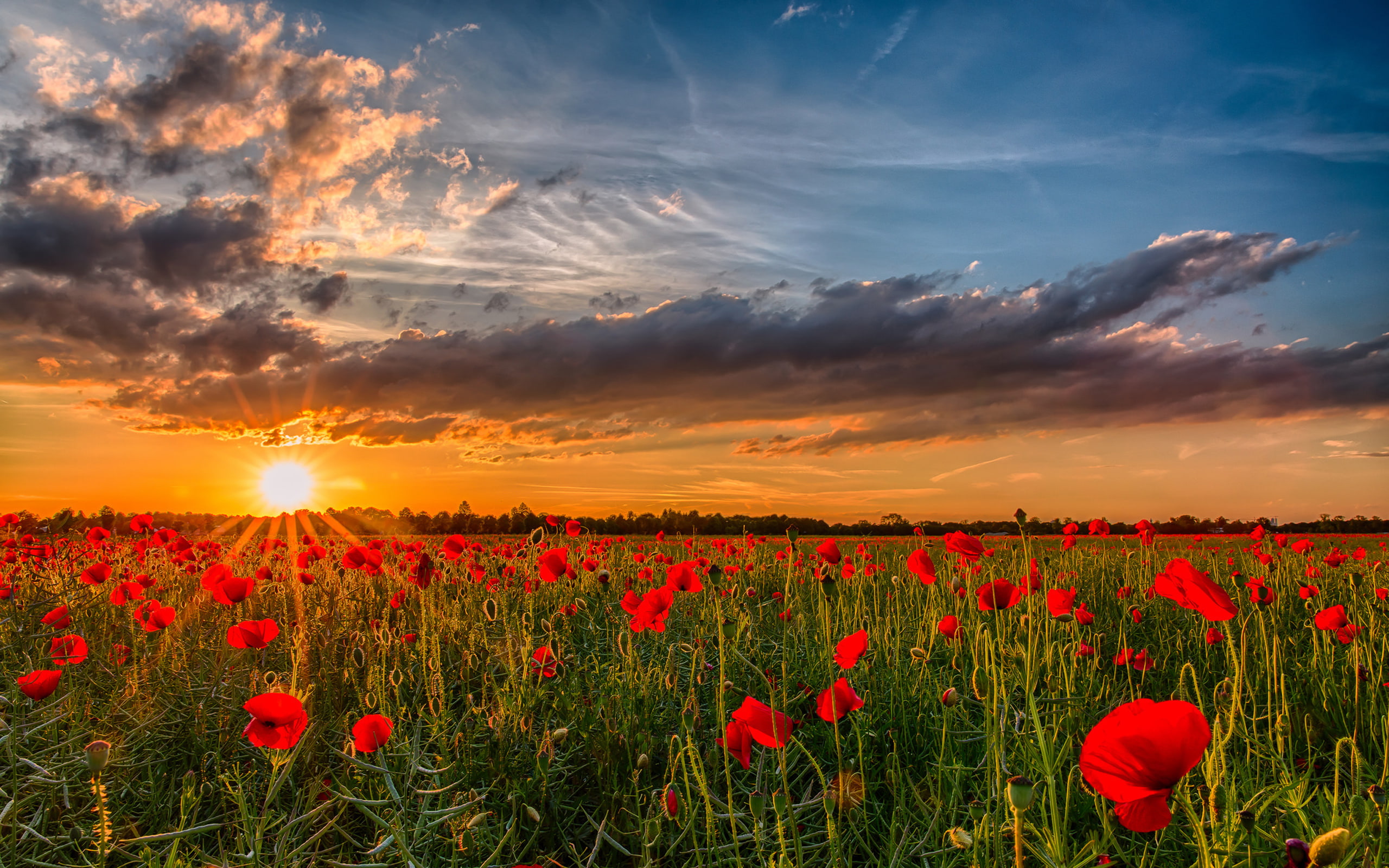 desktop, nature, 2K, hd, field, sunset, red, clouds, poppies, sky, landscape, HD Wallpaper