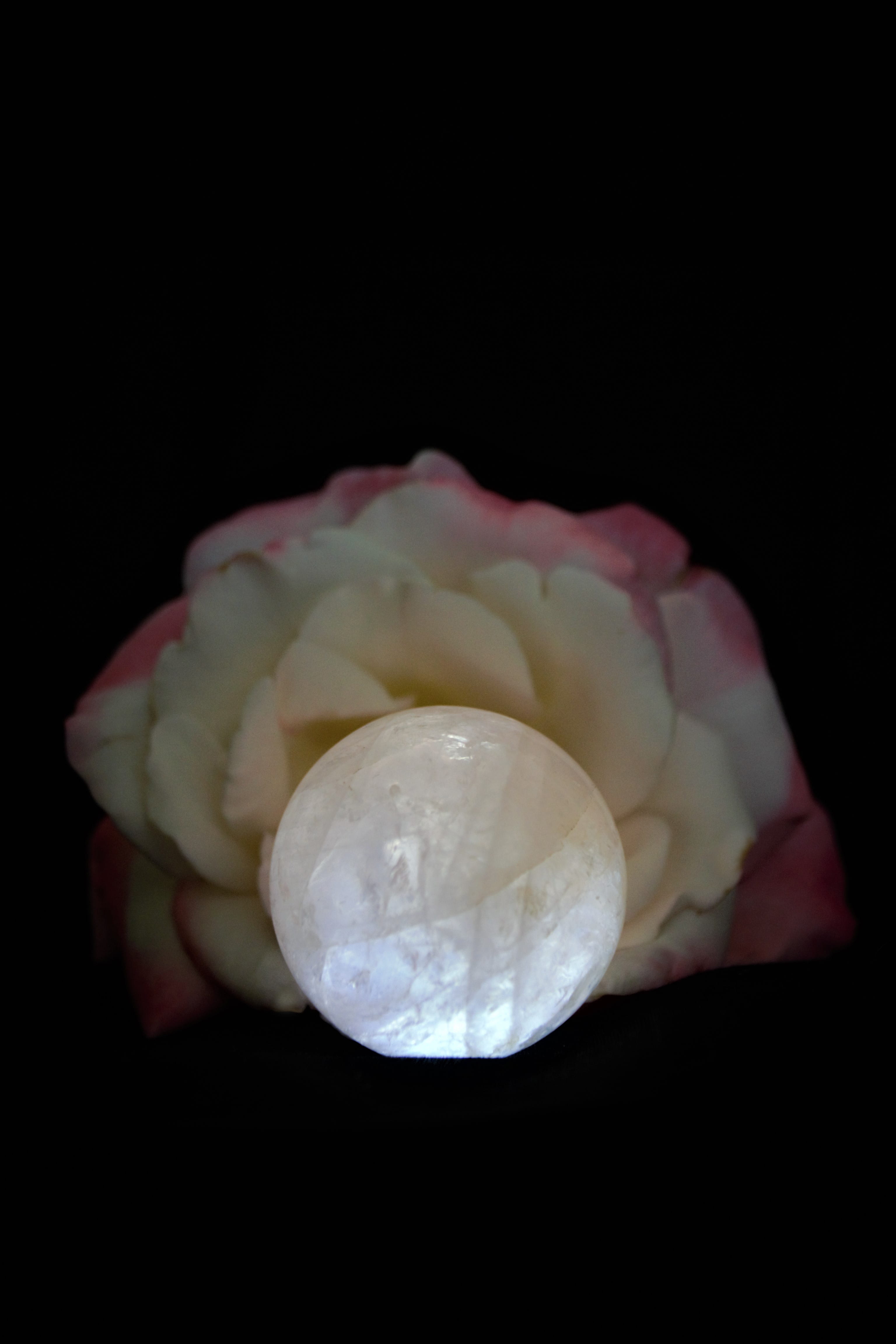 nature, beauty in nature, dark, quartz, light, freshness, flowering plant, studio shot, indoors, flower, cut out, no people, pink, plant, shadow, black, Phone HD Wallpaper