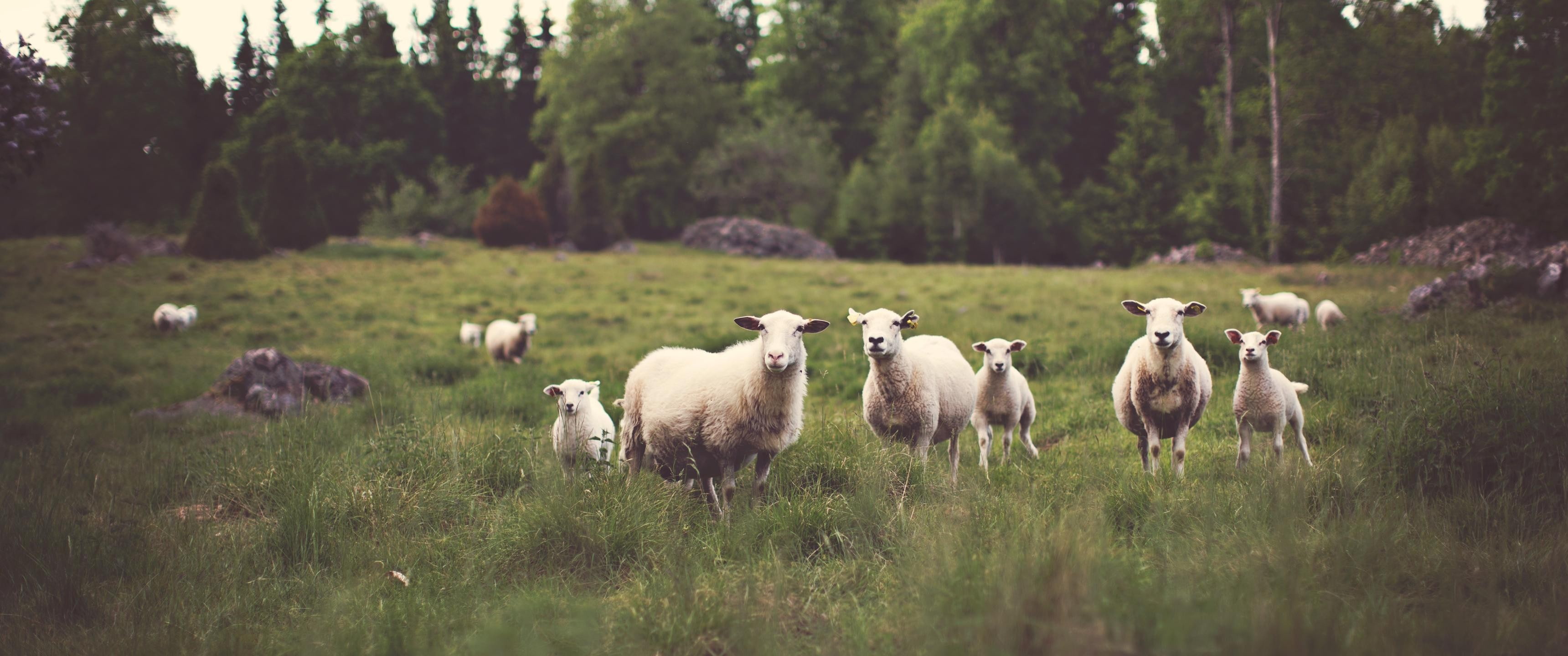 vertebrate, mammal, livestock, animal, animal themes, field, land, outdoors, growth, landscape, plant, green color, tree, herbivorous, pets, group of animals, HD Wallpaper