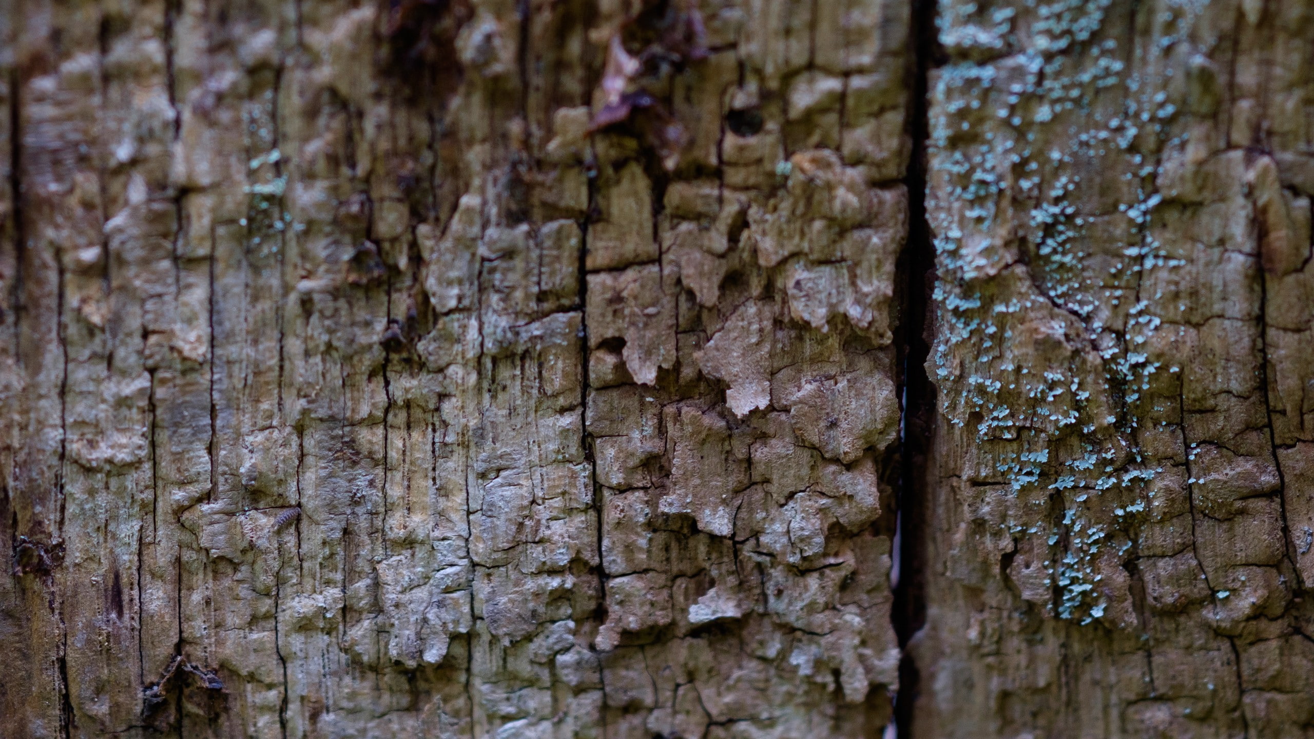 selective focus, backgrounds, plant, no people, weathered, outdoors, textured effect, full frame, wood - material, extreme close-up, rough, brown, close-up, HD Wallpaper