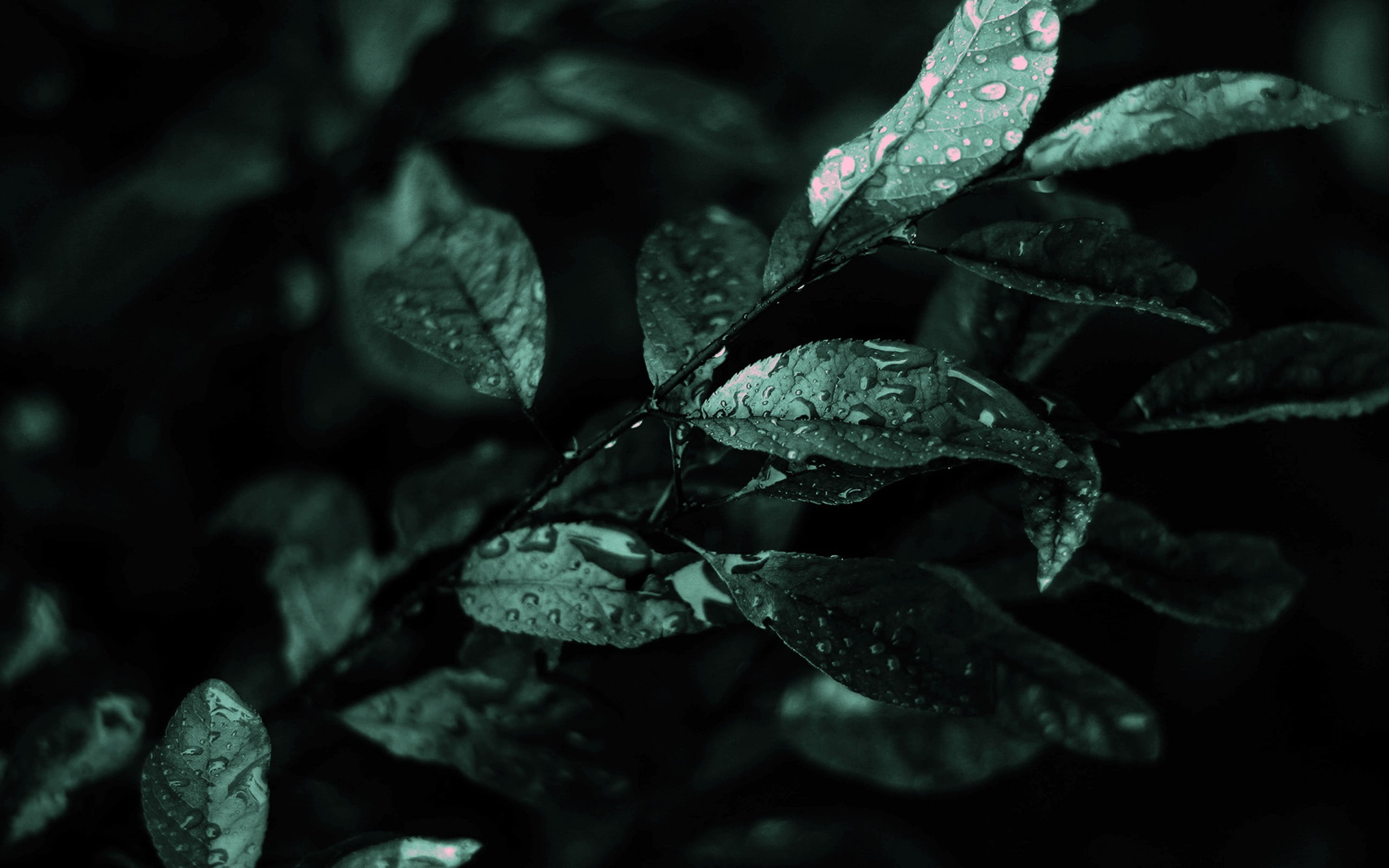 plants, water drops, leaves, 2K, photography, macro, HD Wallpaper