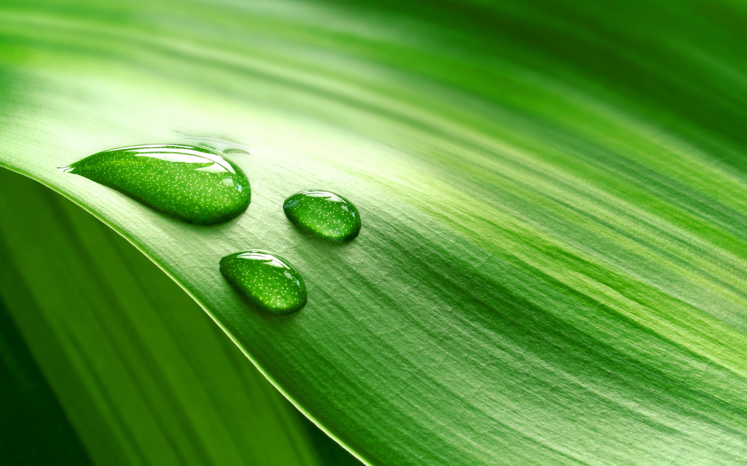 water drops, 2K, plants, water, leaves, green, macro, HD Wallpaper