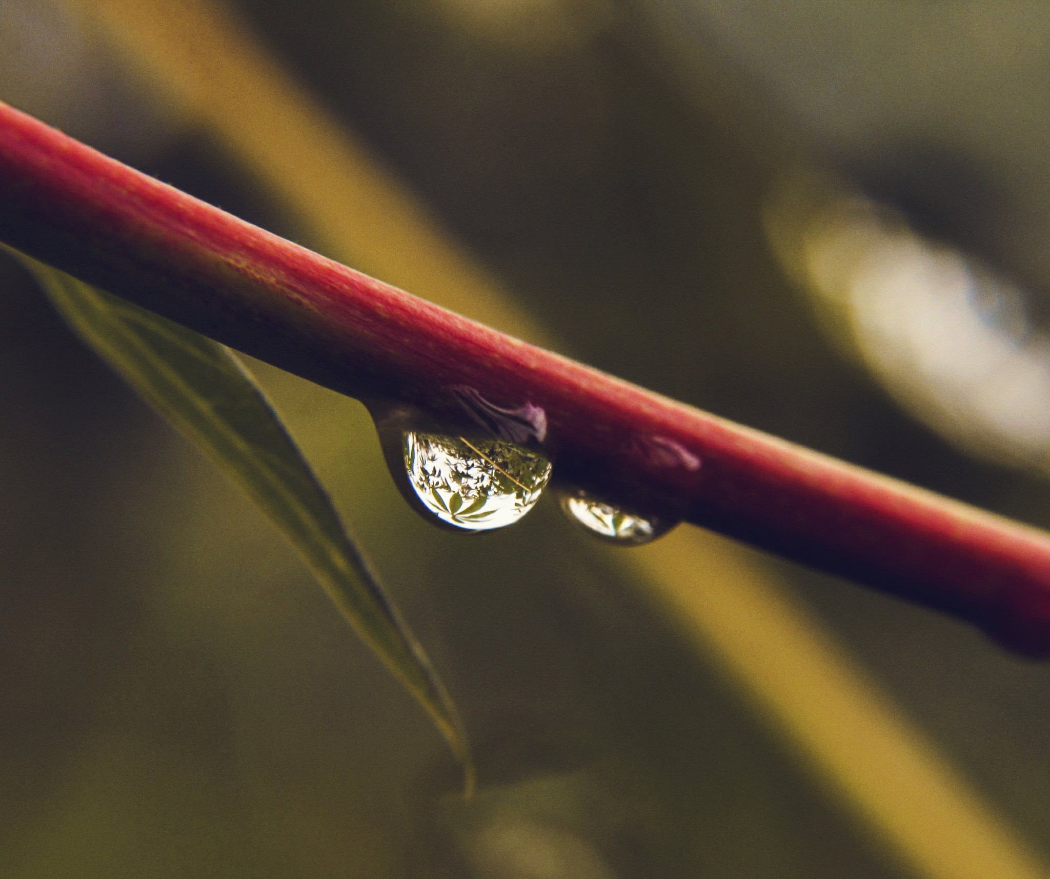 purity, drop, photography, growth, macro, black, refraction, selective focus, wet, outdoors, nature, focus on foreground, raindrop, blade of grass, framed, HD Wallpaper