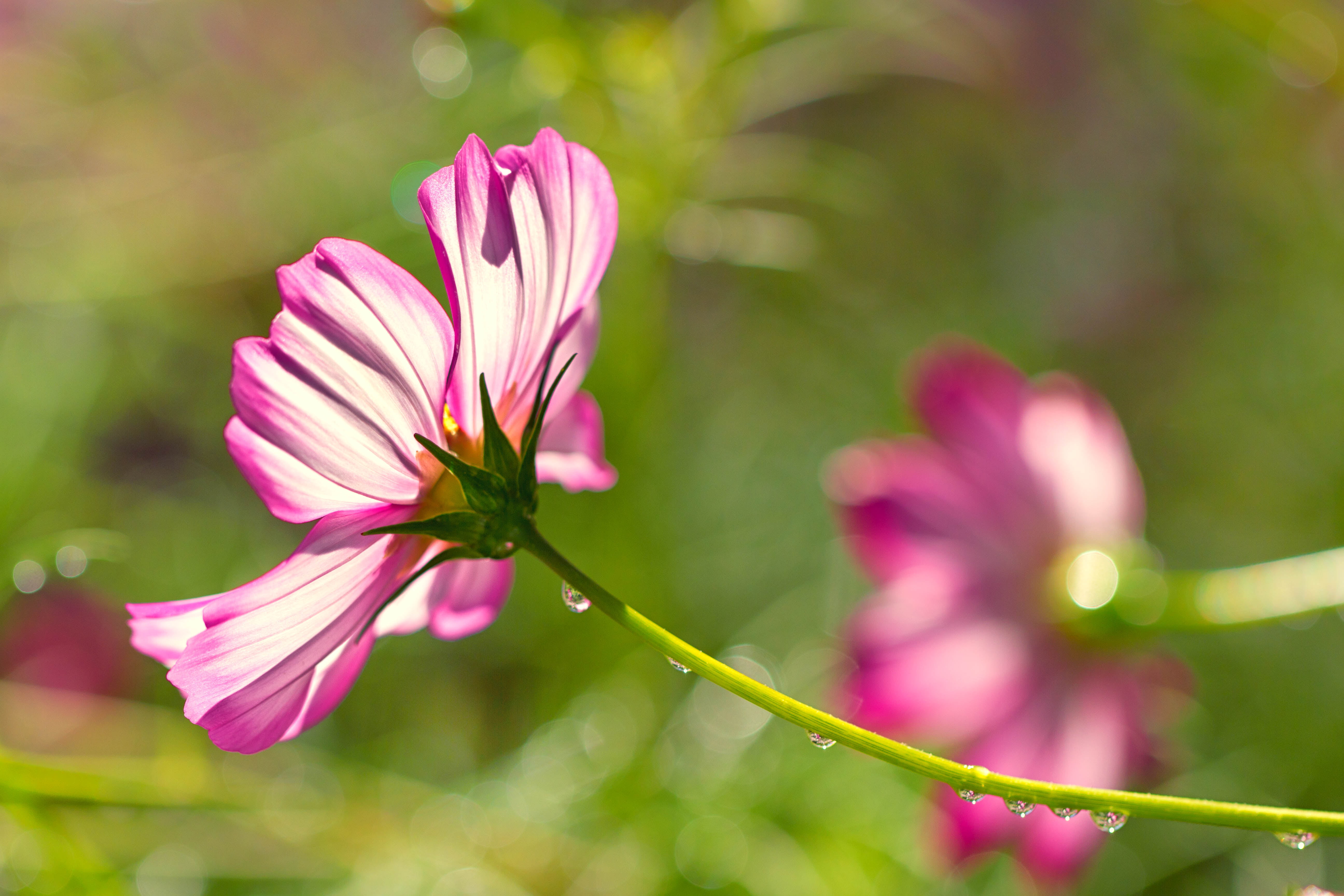 photo, Denver Botanic Gardens, petal, droplets, 5K, flowers, flower, purple, botany, drops, Cosmos, close-up, plant, water, close, refractions, bokeh, HD Wallpaper