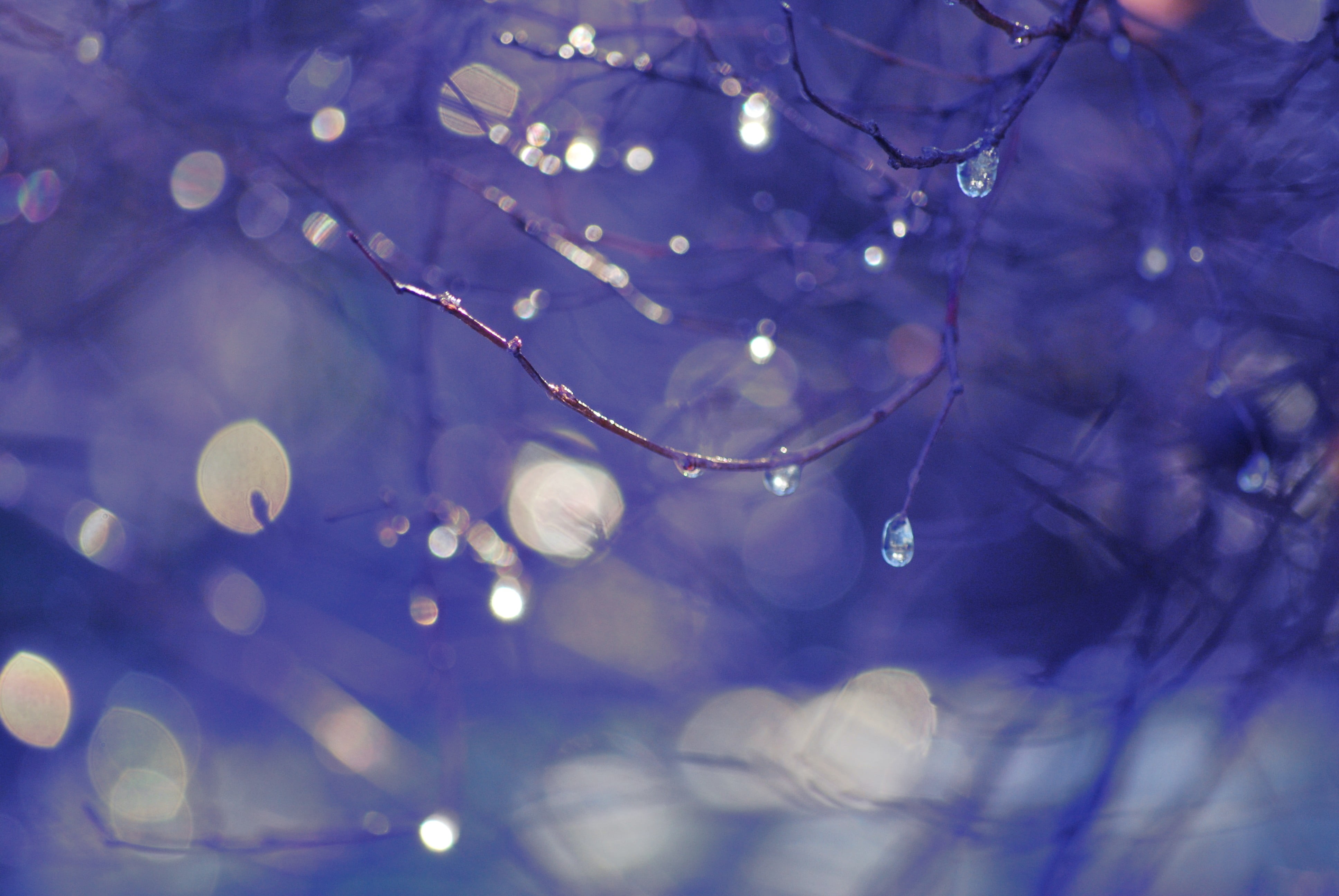 raindrop, blue, abstract backgrounds, selective focus, drop, plants, abstract, plant, illuminated, no people, purity, outdoors, nature, refraction, fragility, HD Wallpaper