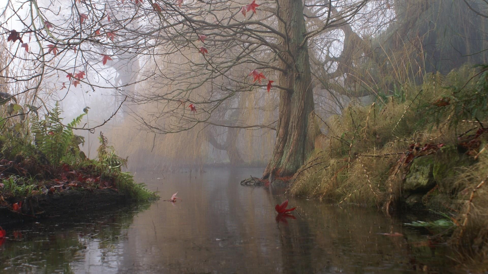 1080P, outdoors, fog, nature, plant, lake, growth, water, tranquility, misty, beauty in nature, reflection, united kingdom, land, forest, tranquil scene, HD Wallpaper