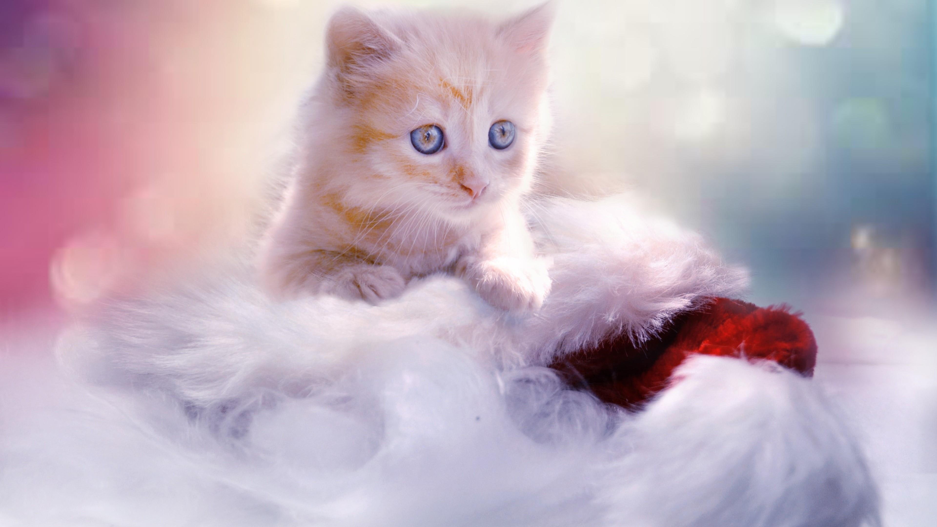 4K, cat, cute, beautiful, kitten, animal, eyes, christmas, HD Wallpaper
