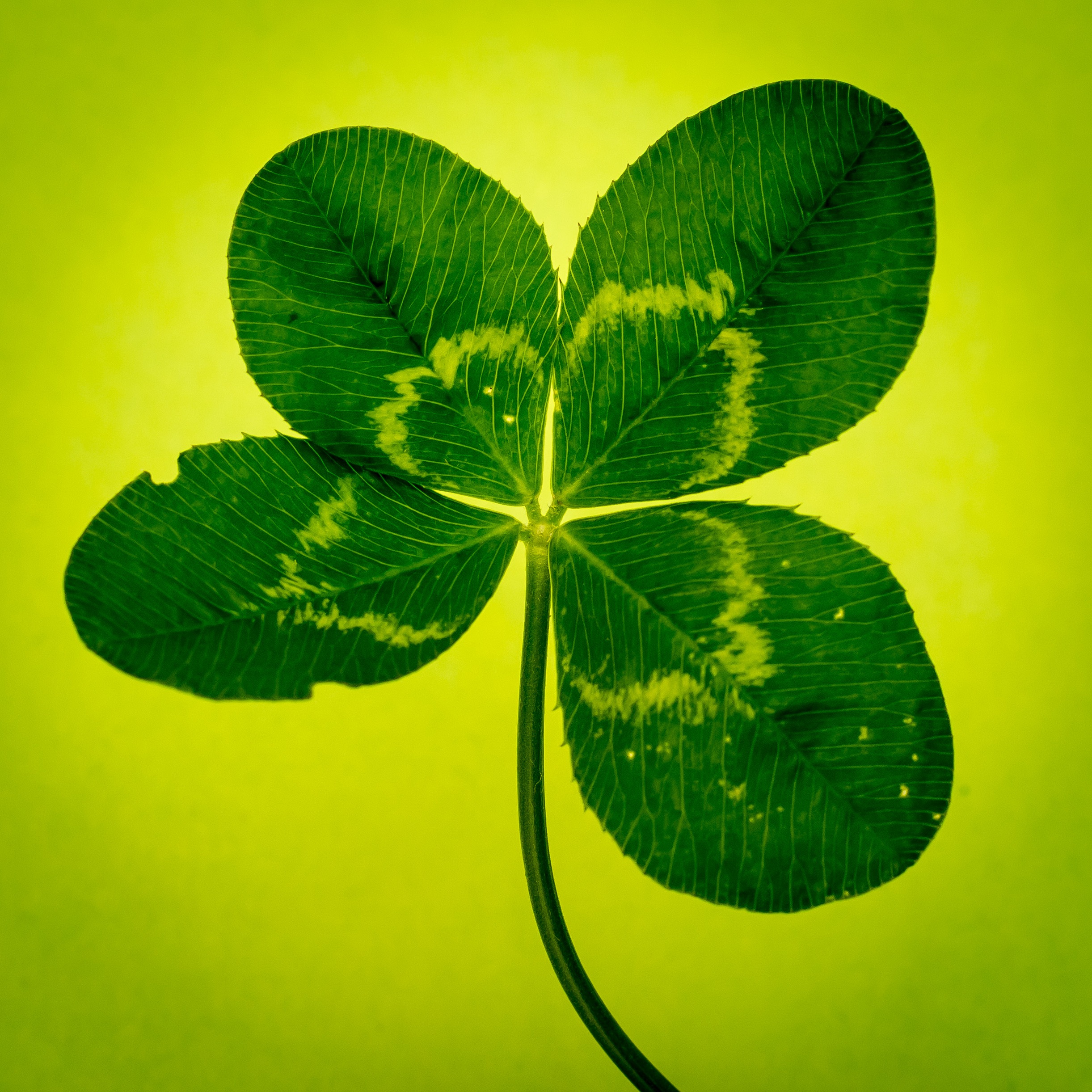 yellow, plant part, green color, nature, luck, klee, plant, lucky clover, natural pattern, growth, pattern, leaves, illustration, beauty in nature, vierblättrig, Phone HD Wallpaper