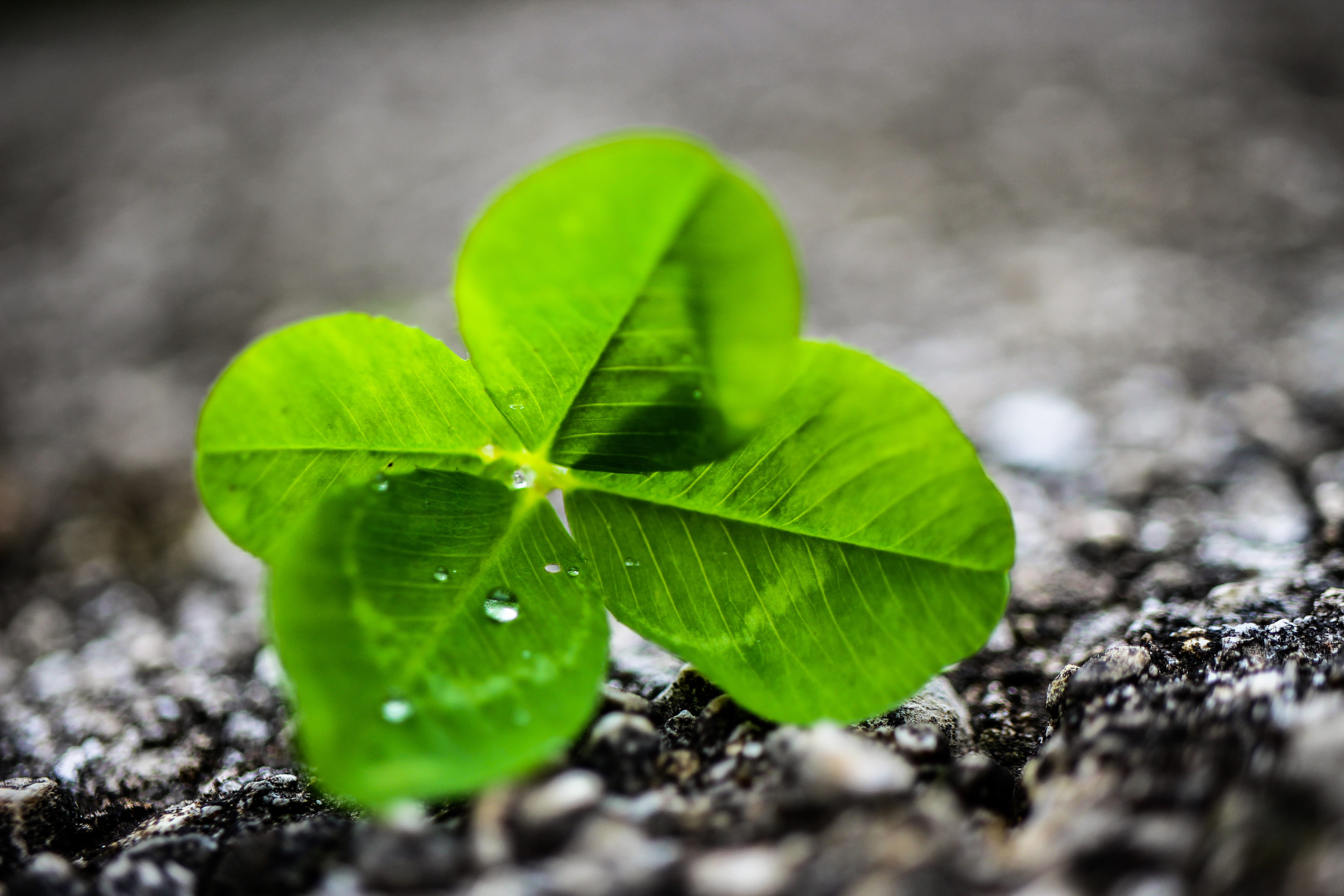 outdoors, beginnings, beauty in nature, day, botany, land, four leaf clover, 5K, plant part, no people, close-up, growth, nature, green color, plant, rain, HD Wallpaper