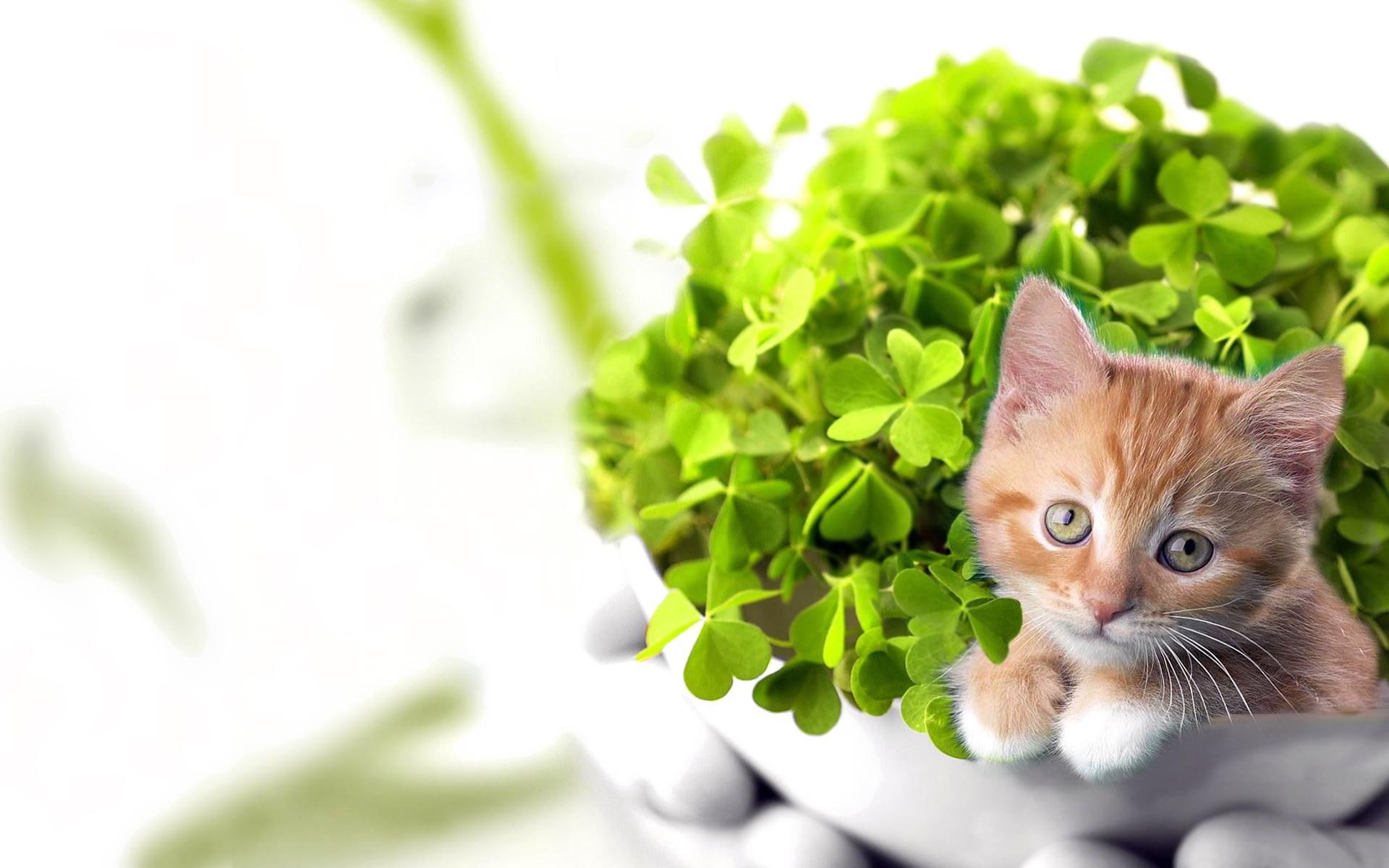 orange, luck, 3d and abstract, kitten, animal, adorable, green, 1080P, lucky, cute, clover, HD Wallpaper