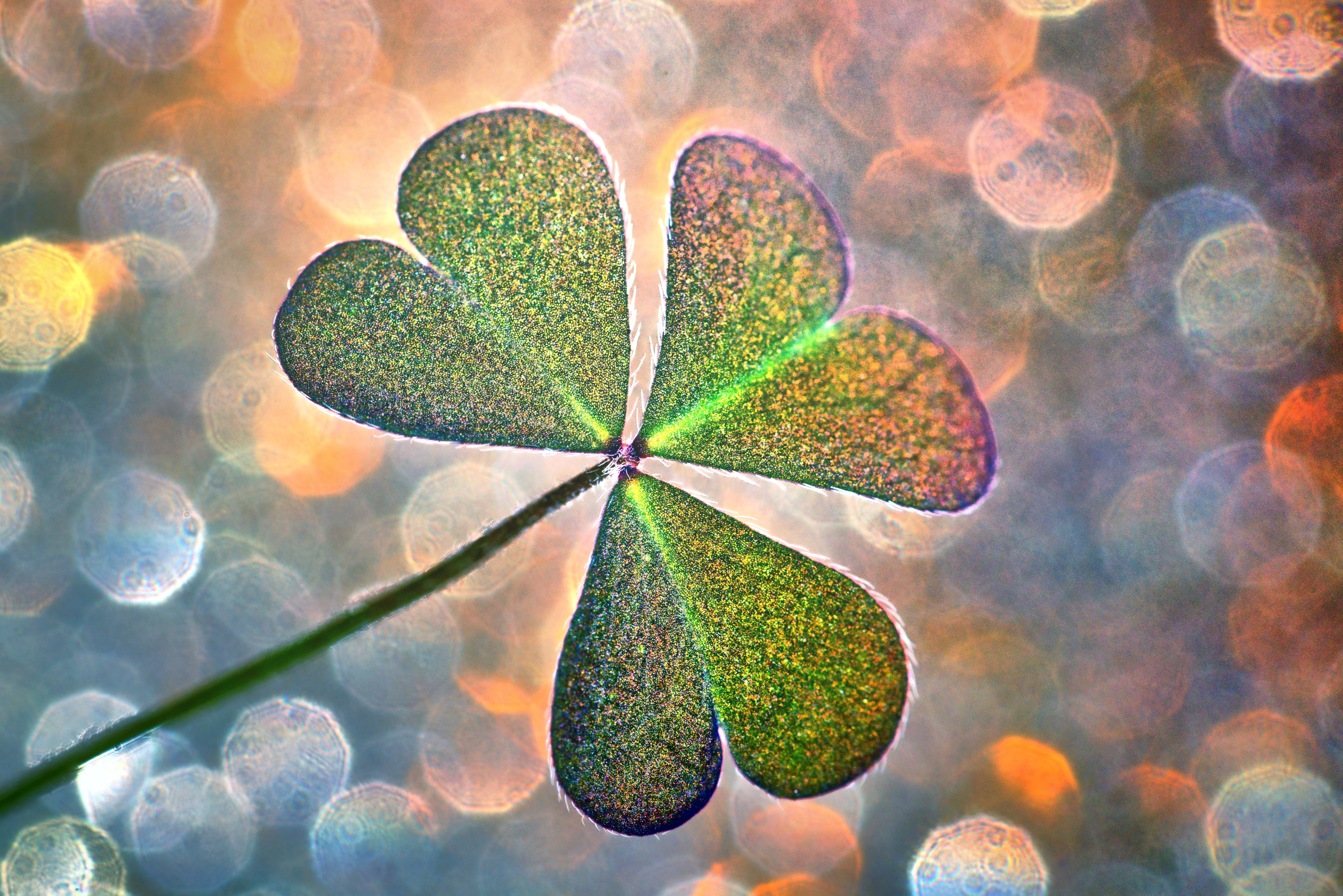 new years eve, back lit, good luck, beauty in nature, desire, close-up, luck, symbol, plant, four leaf clover, green color, vulnerability, outdoors, growth, HD Wallpaper