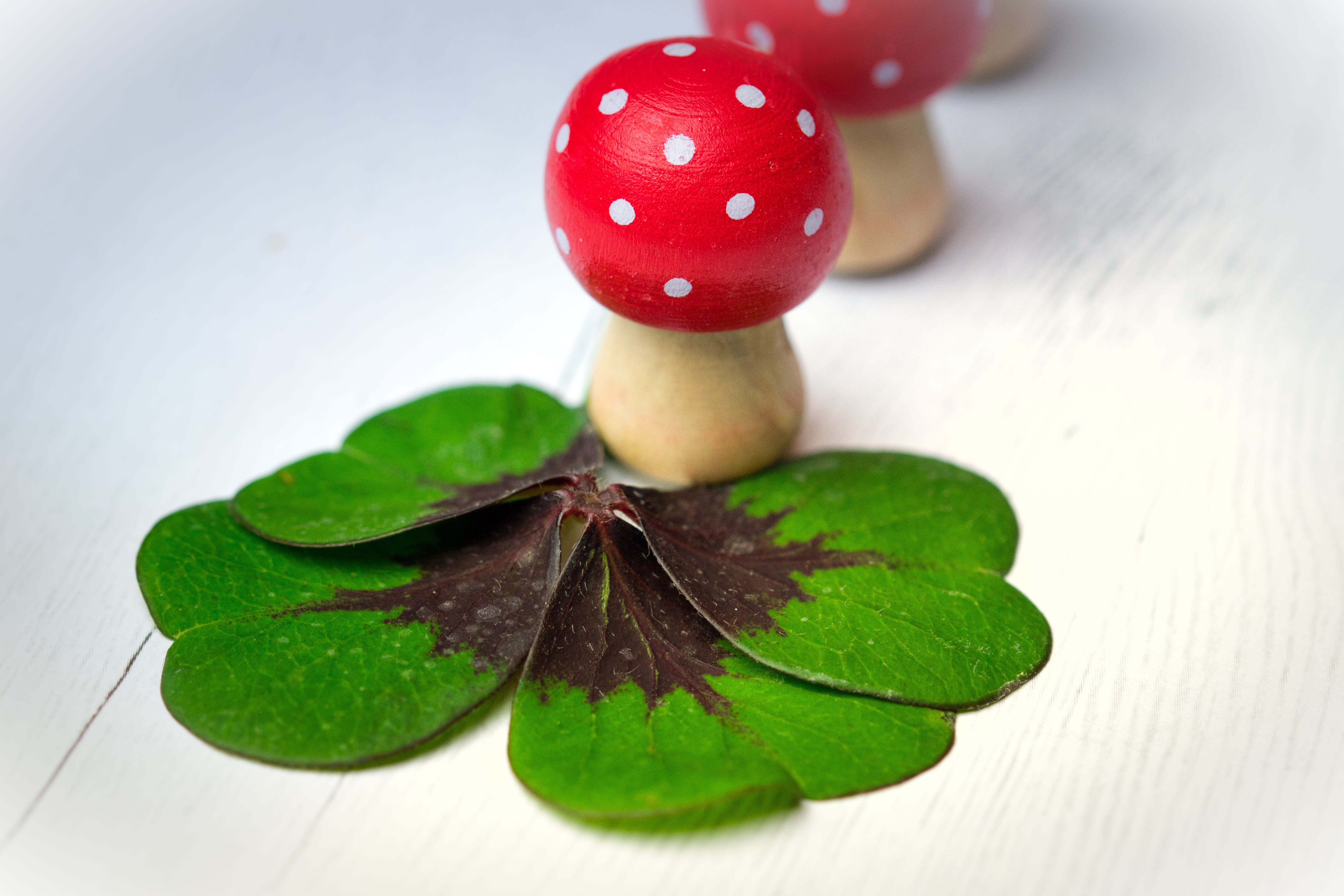 close-up, leaf, wishes, lucky guy, desire, focus on foreground, food and drink, red, healthy eating, klee, new years day, fruit, no people, selective focus, HD Wallpaper