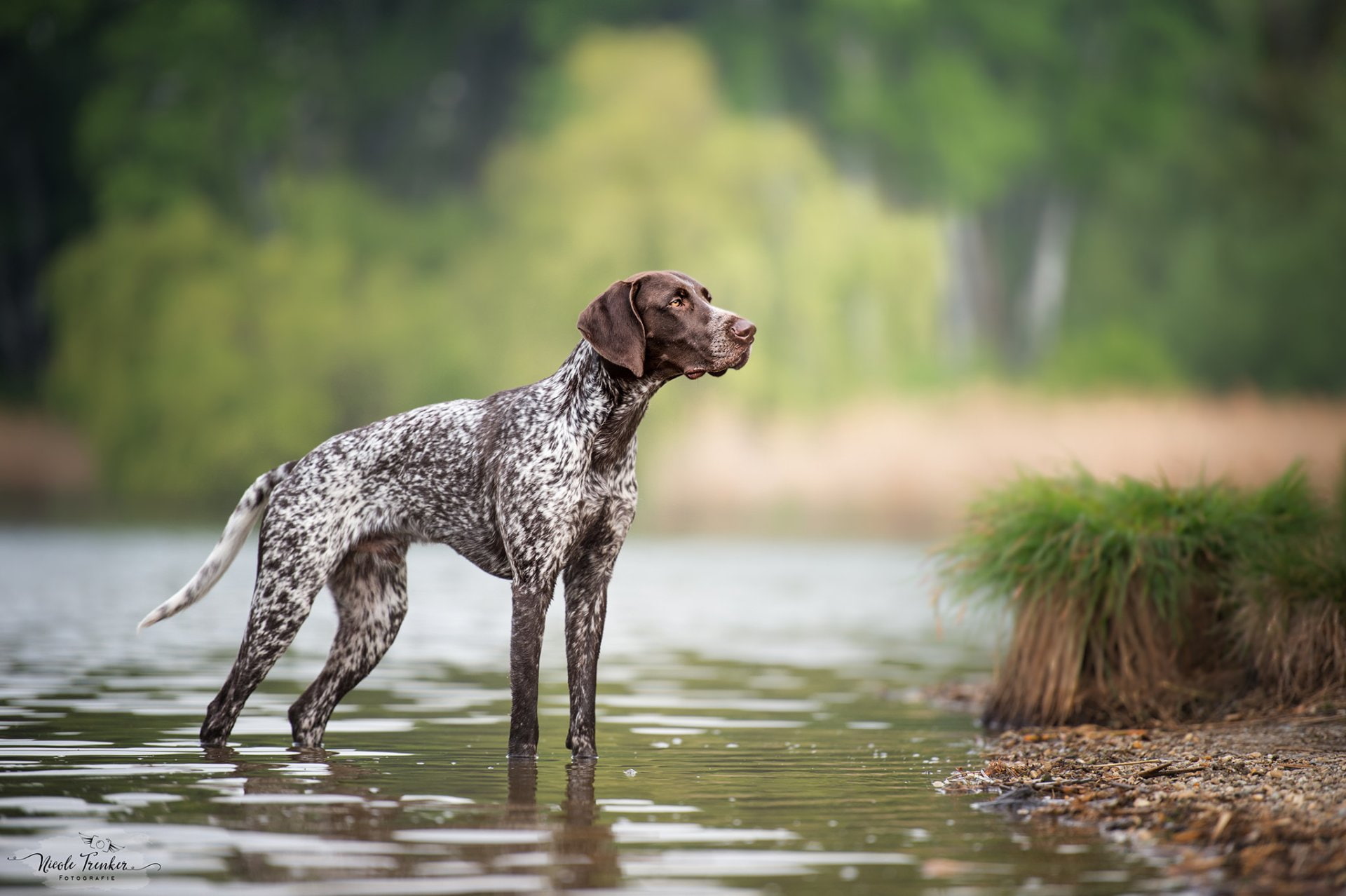 German Shorthaired Pointer, 1080P, Dogs, Pet, HD Wallpaper