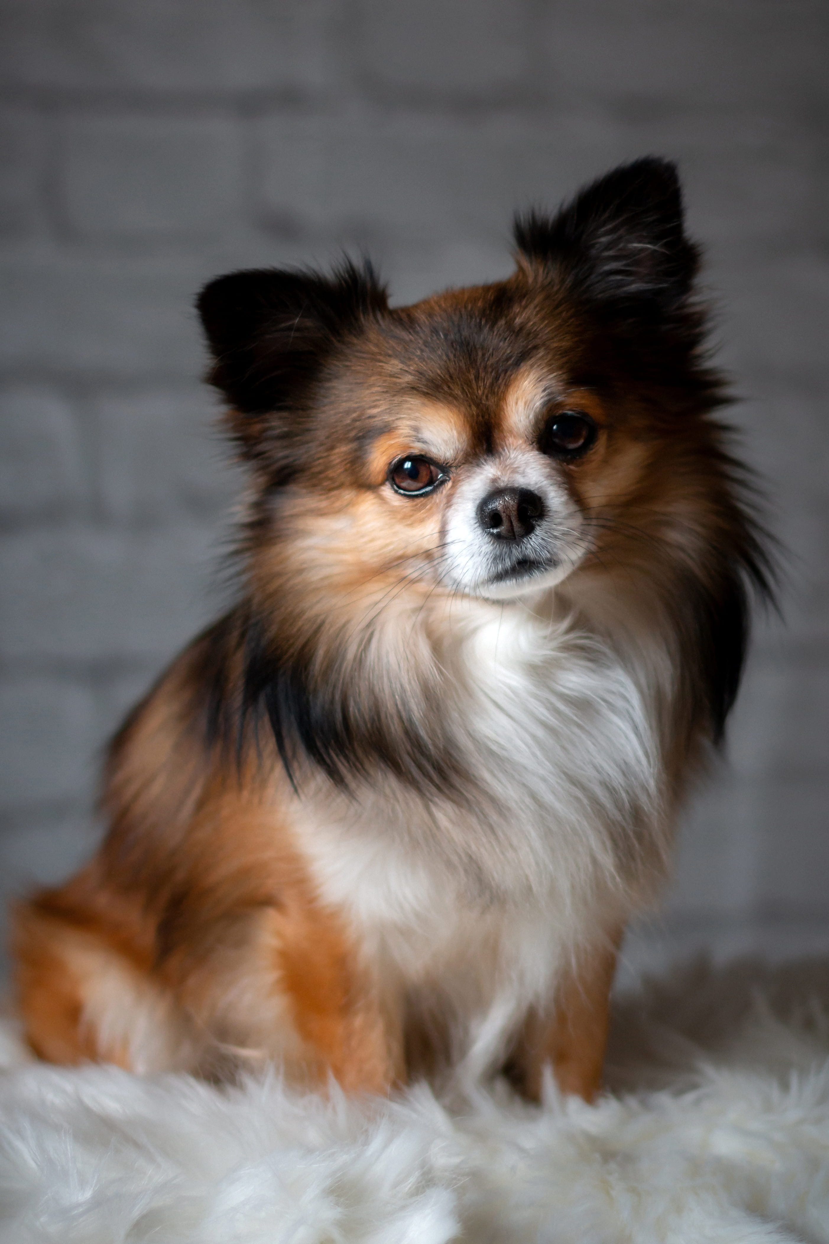 one animal, charming, vertebrate, small, dog, canine, sitting, looking, pomeranian, domestic, lap dog, pet, animal, indoors, chiwawa, white brown, no people, Phone HD Wallpaper