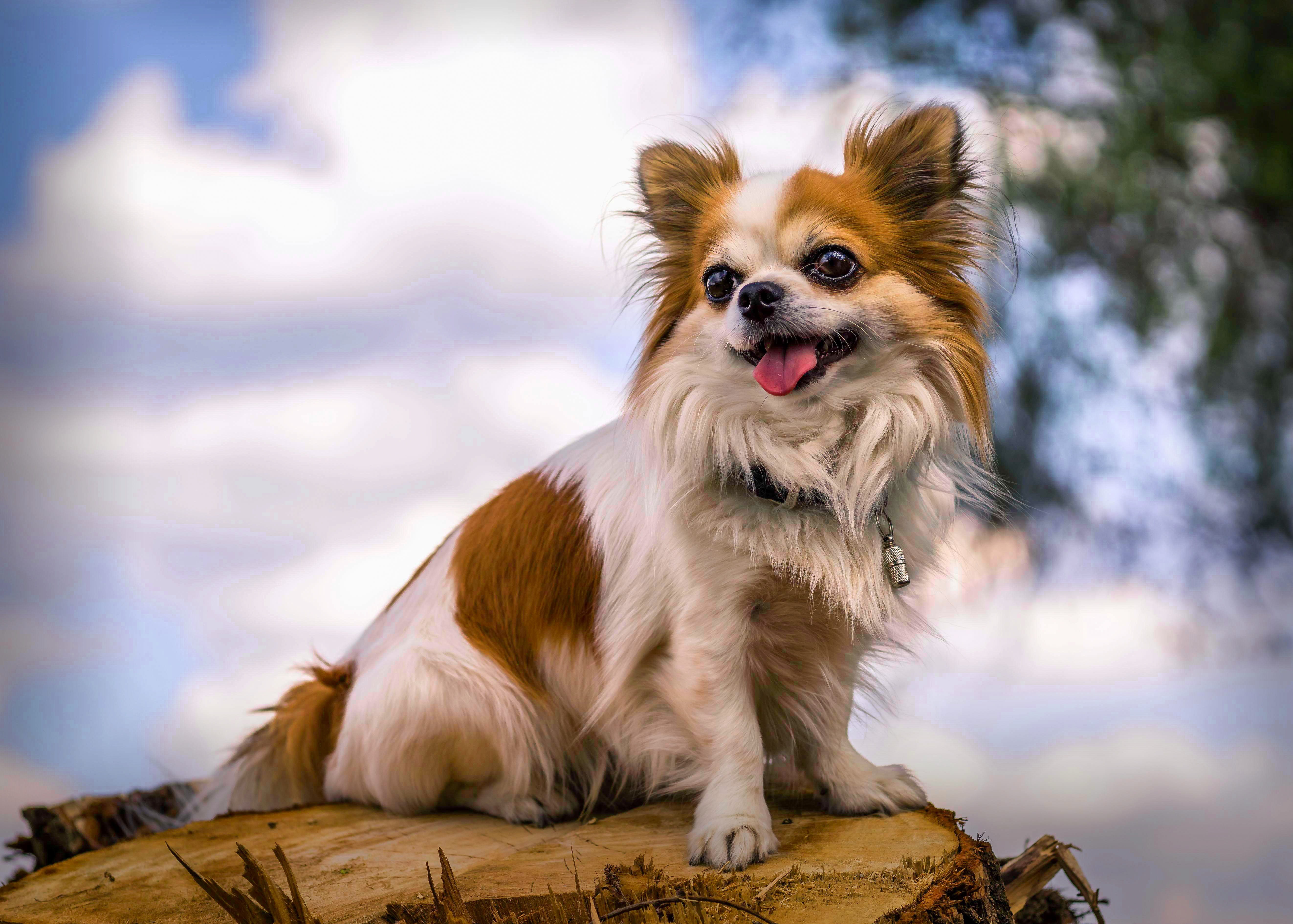 long, lap dog, domestic animals, toni, trunk, mammal, nature, chihuahua, chiwawa, sitting, people, border collie, pets, animal portrait, daytime, small, HD Wallpaper