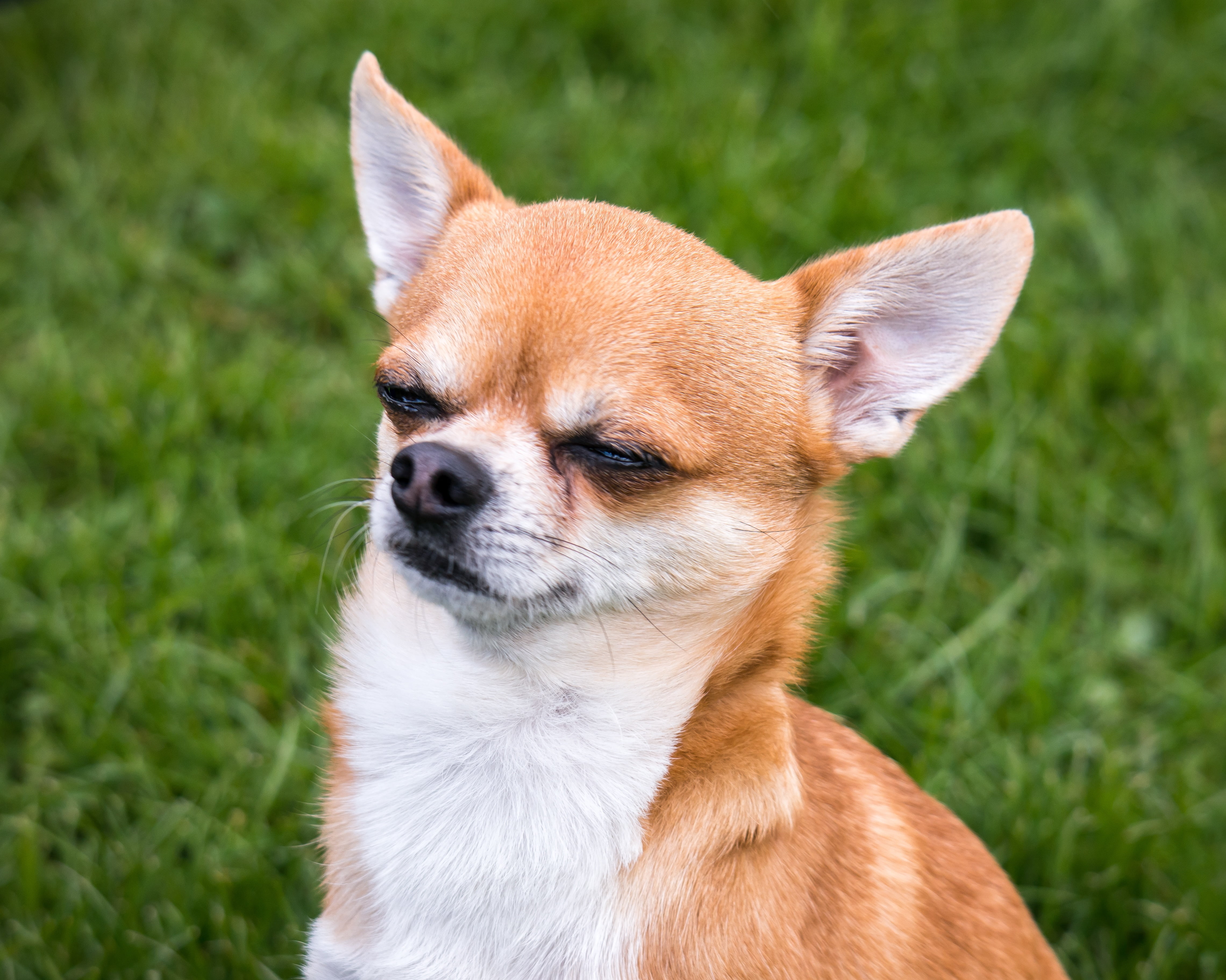 day, lap dog, knuffig, no people, mammal, animal, pet, chihuahua, cute, grass, vertebrate, domestic animals, animal head, one animal, sweet, animal body part, HD Wallpaper