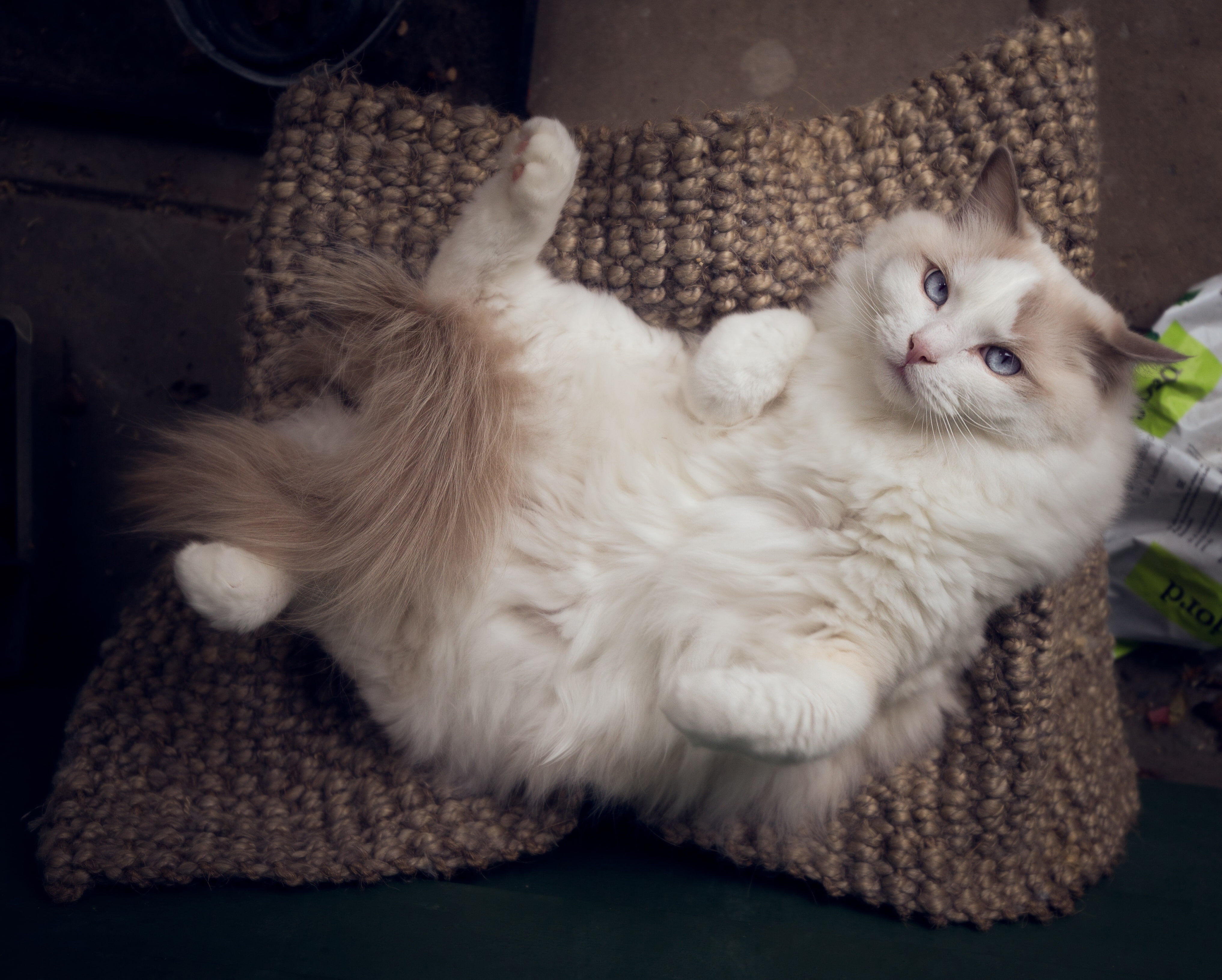 chill, 4K, Ragdoll, cat, relax, HD Wallpaper
