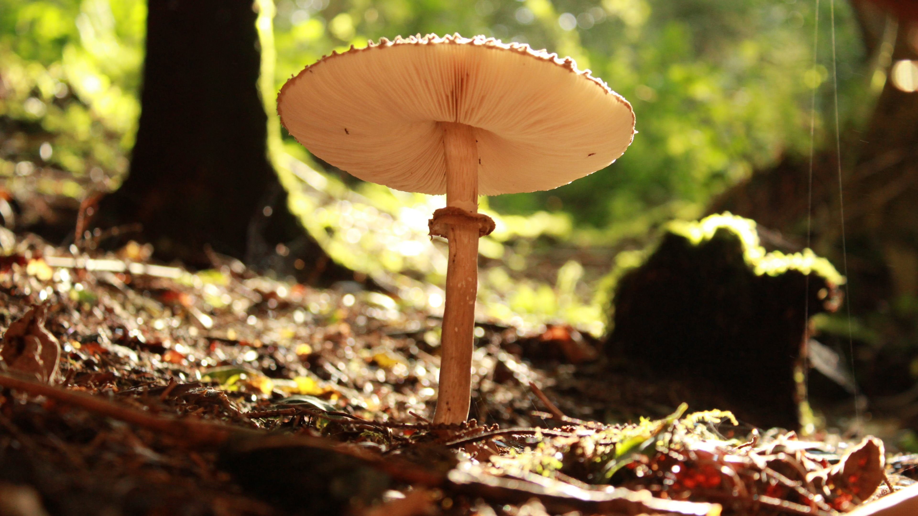 surface level, 4K, fungus, wild, no people, close-up, growth, outdoors, vegetable, poisonous, field, toadstool, plant, nature, beauty in nature, edible mushroom, HD Wallpaper