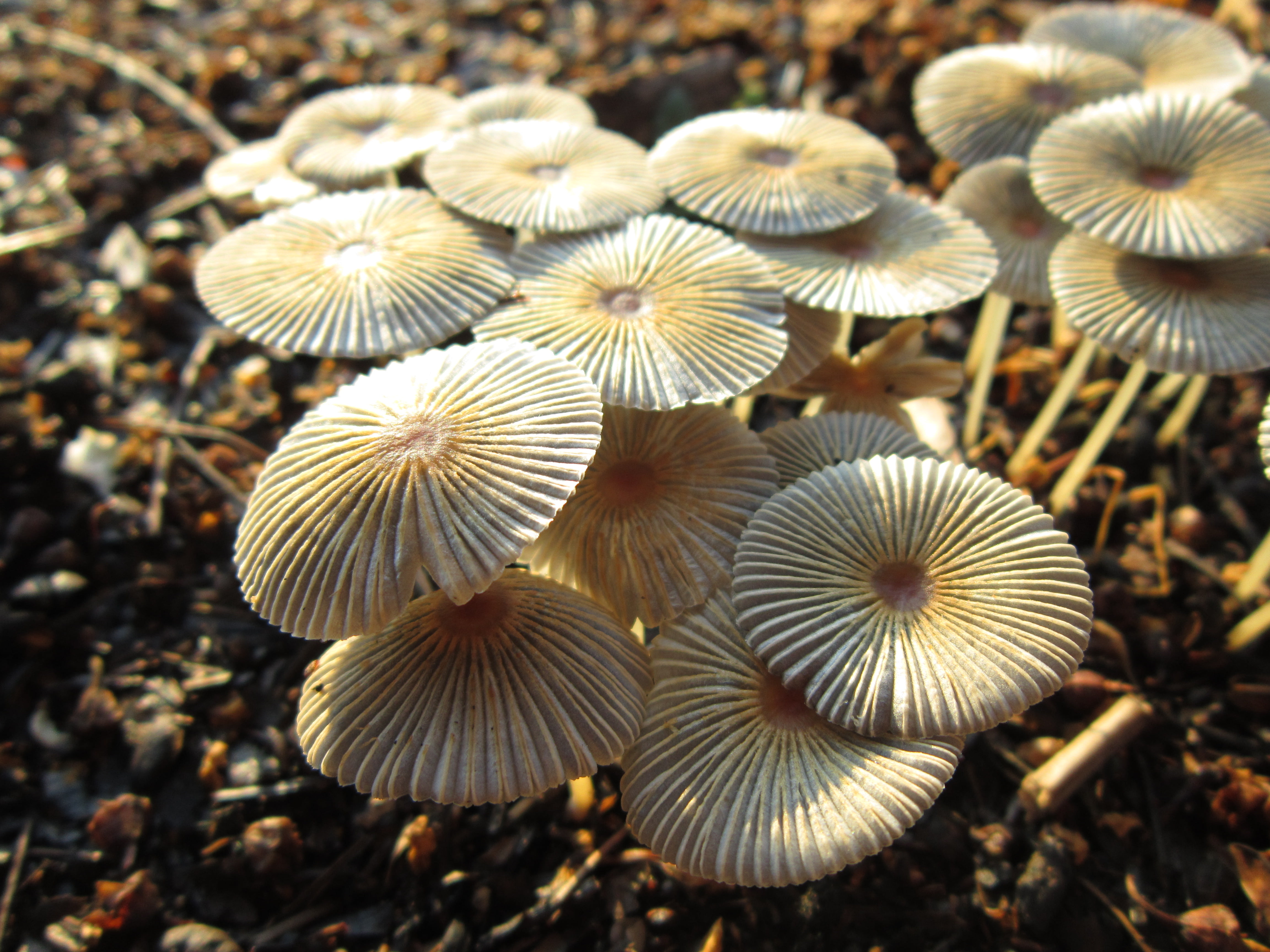 fungus, Mushrooms, mushroom, brown, close-up, nature, Carrboro, 4K, HD Wallpaper