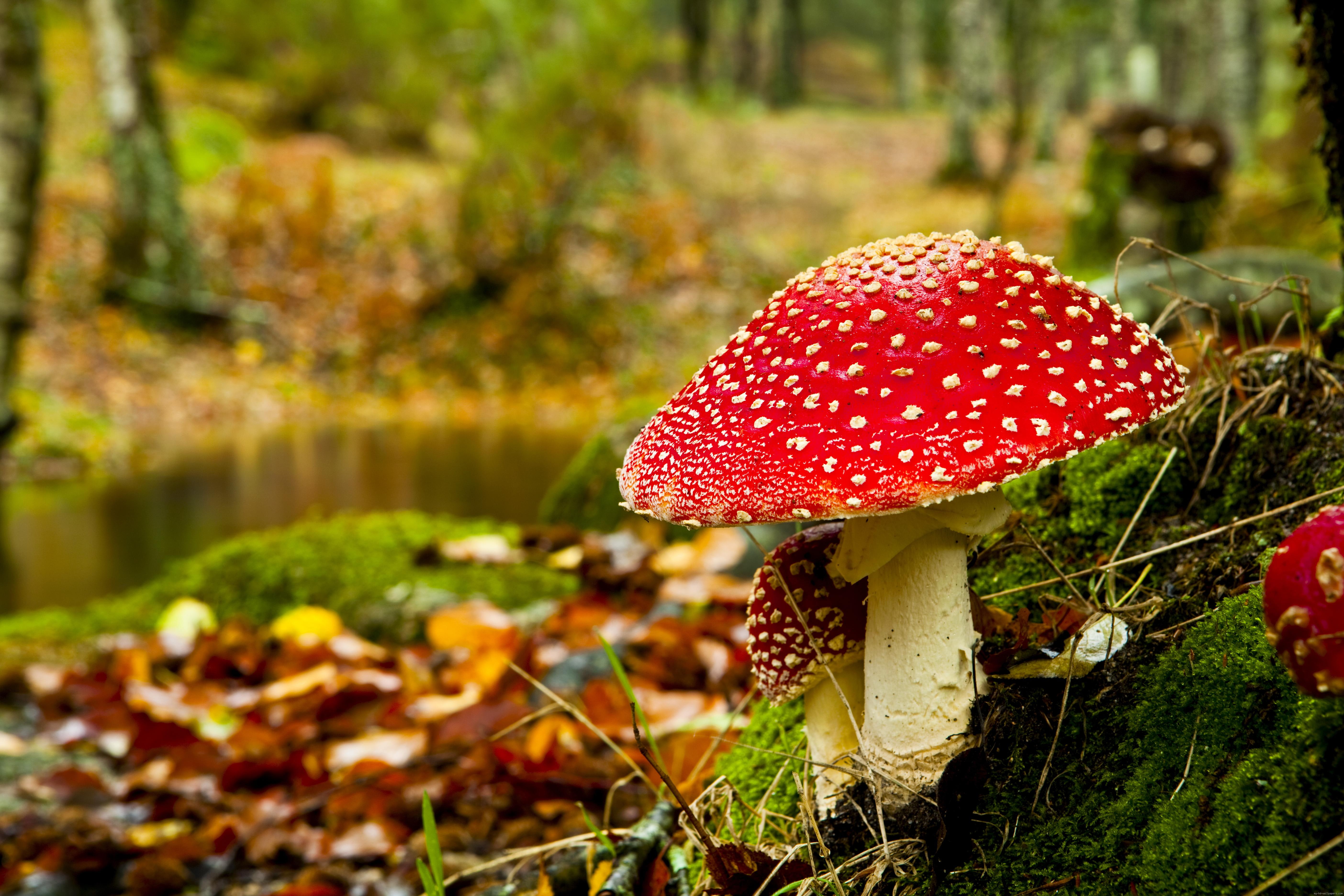 nature, 5K, mushroom, autumn, red, beige, wood, fall, HD Wallpaper