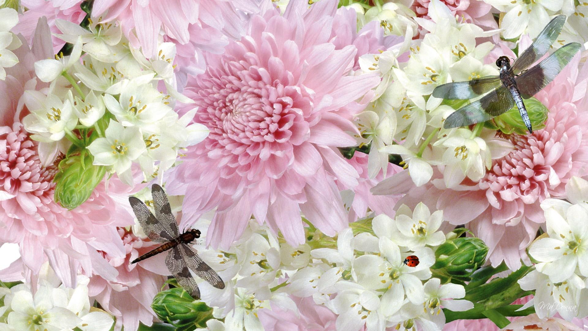 dragonfly, plumeria, spring, flowers, dragonflies, 1080P, lady, fragniapani, pink, ladybug, chrysanthemums, mystery, HD Wallpaper