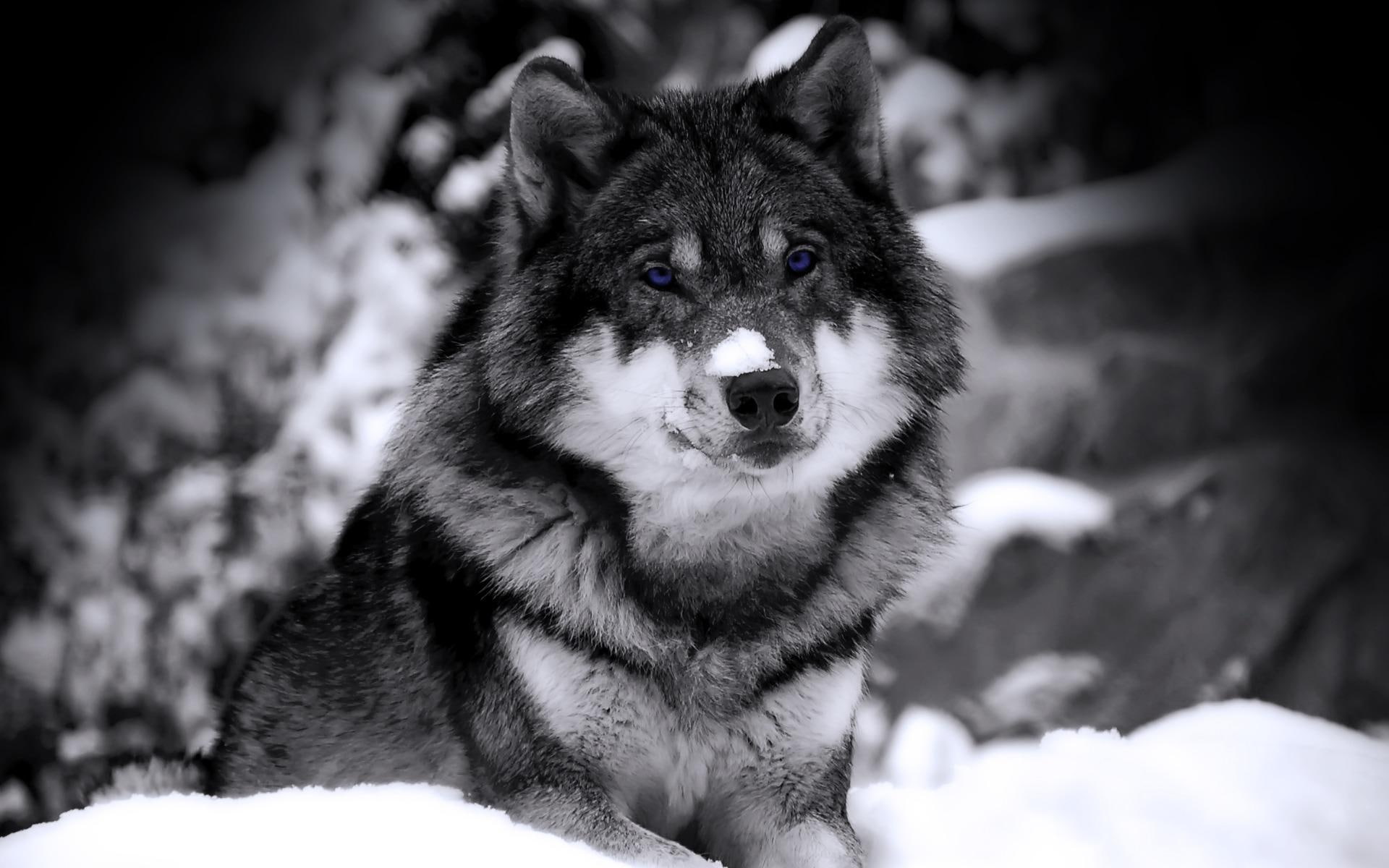 mysterious, violett, blue, winter, black n white, animals, wolf, eyes, blue eyes, 1080P, HD Wallpaper