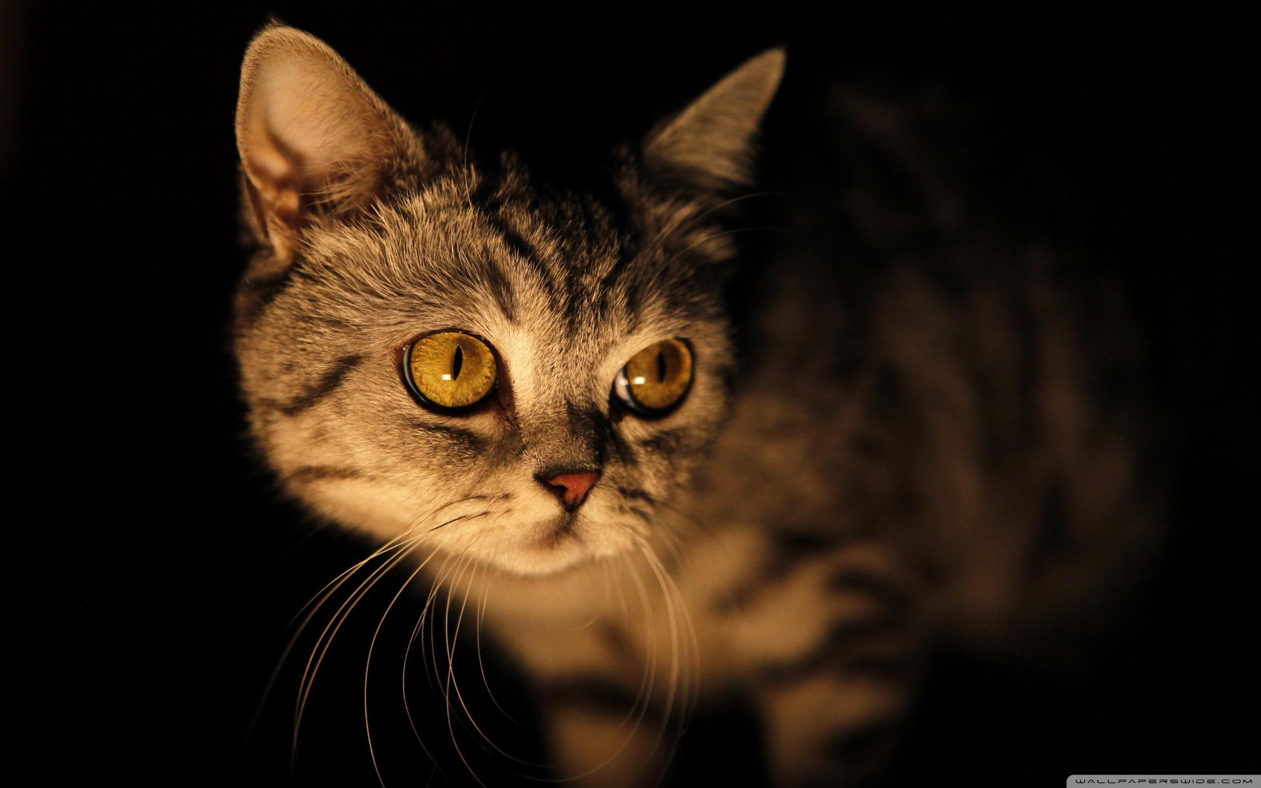 black, brown, 2K, animals, mysterious, cat, eyes, HD Wallpaper