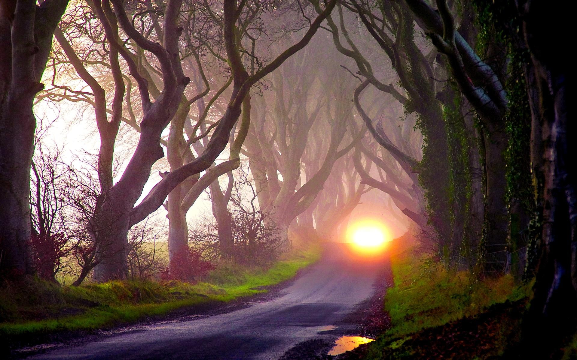 mystery, lights, trees, autumn, road, darkness, 1080P, 3d and abstract, HD Wallpaper
