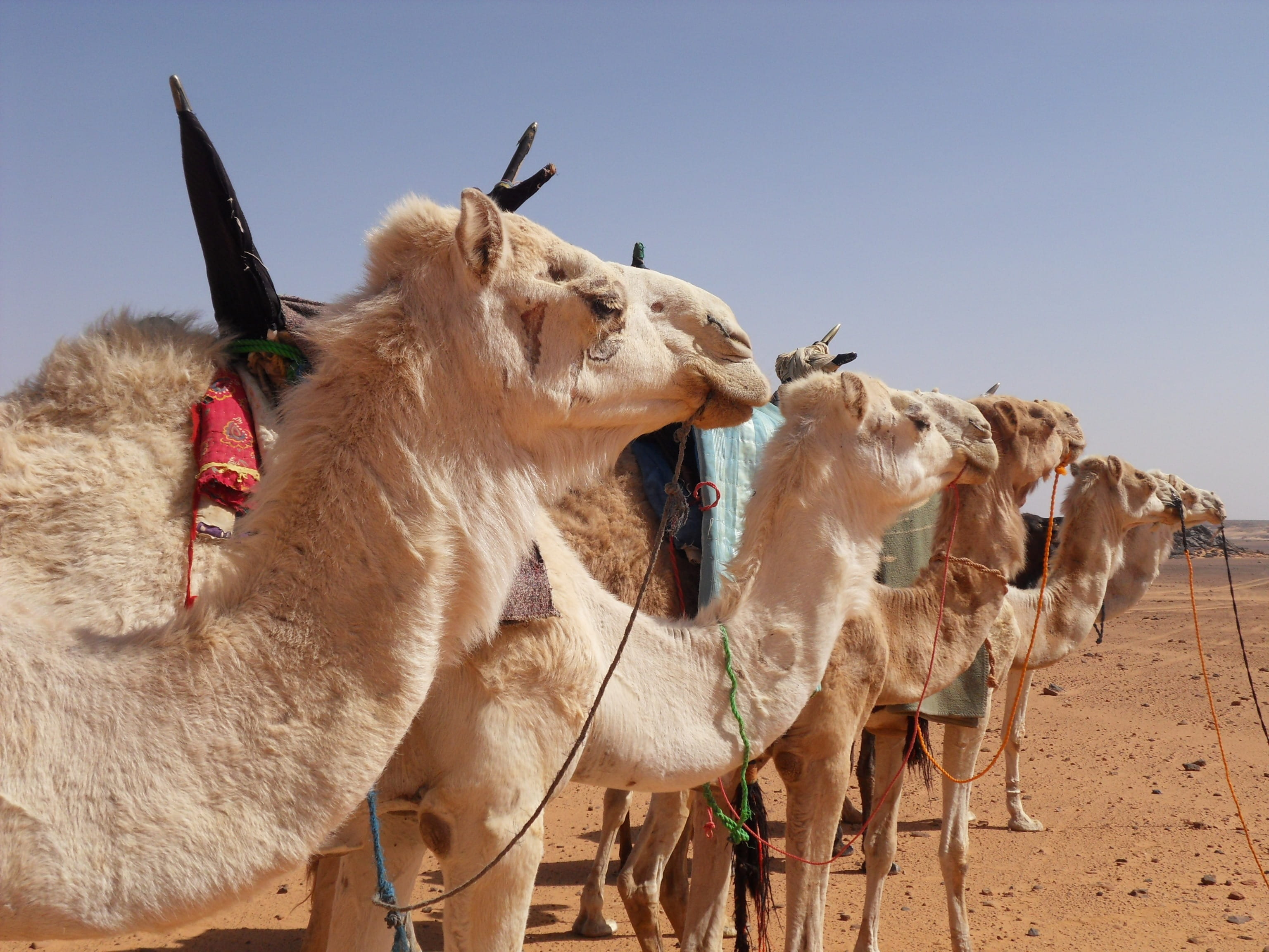 drought, Sahara, sunlight, nature, sand, domestic, hot, desert, vertebrate, animal, tuareg, day, reins, 2K, land, group of animals, animal head, arid climate, HD Wallpaper